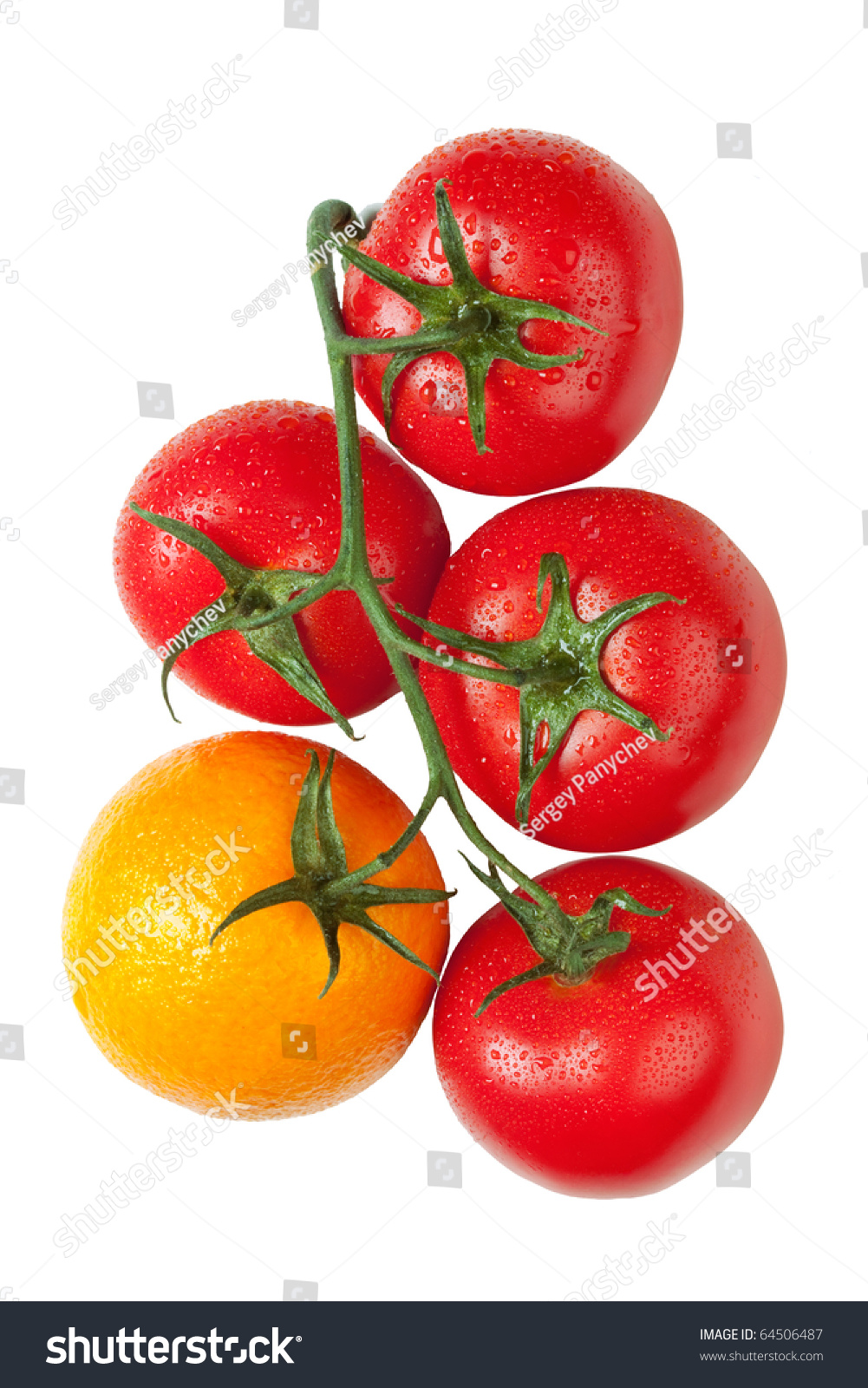 Orange On The Branche Of A Tomatoes Genetic Engineering Biotechnology Concept Image Isolated On A White Background