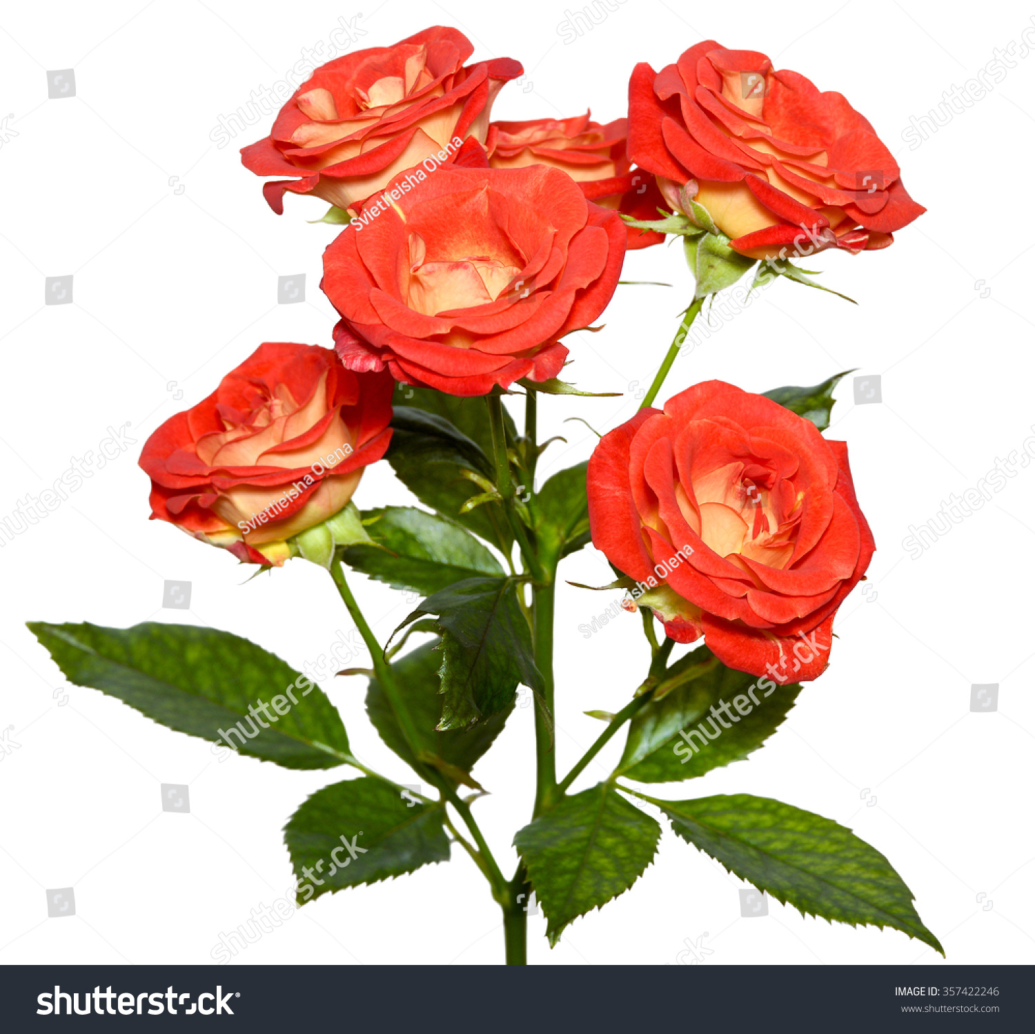 Orange Rose Bush Isolated On White Background/ Rose Bush/Orange Rose ...