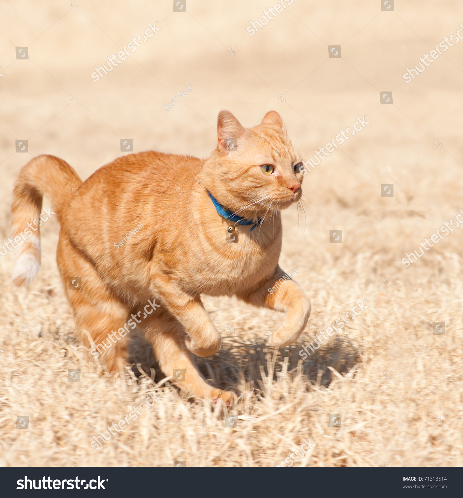 cat running speed