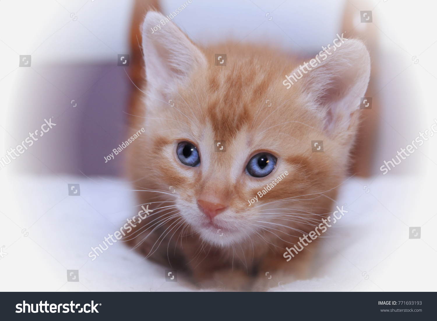 Orange Tabby Kitten Blue Eyes Stock Photo Shutterstock