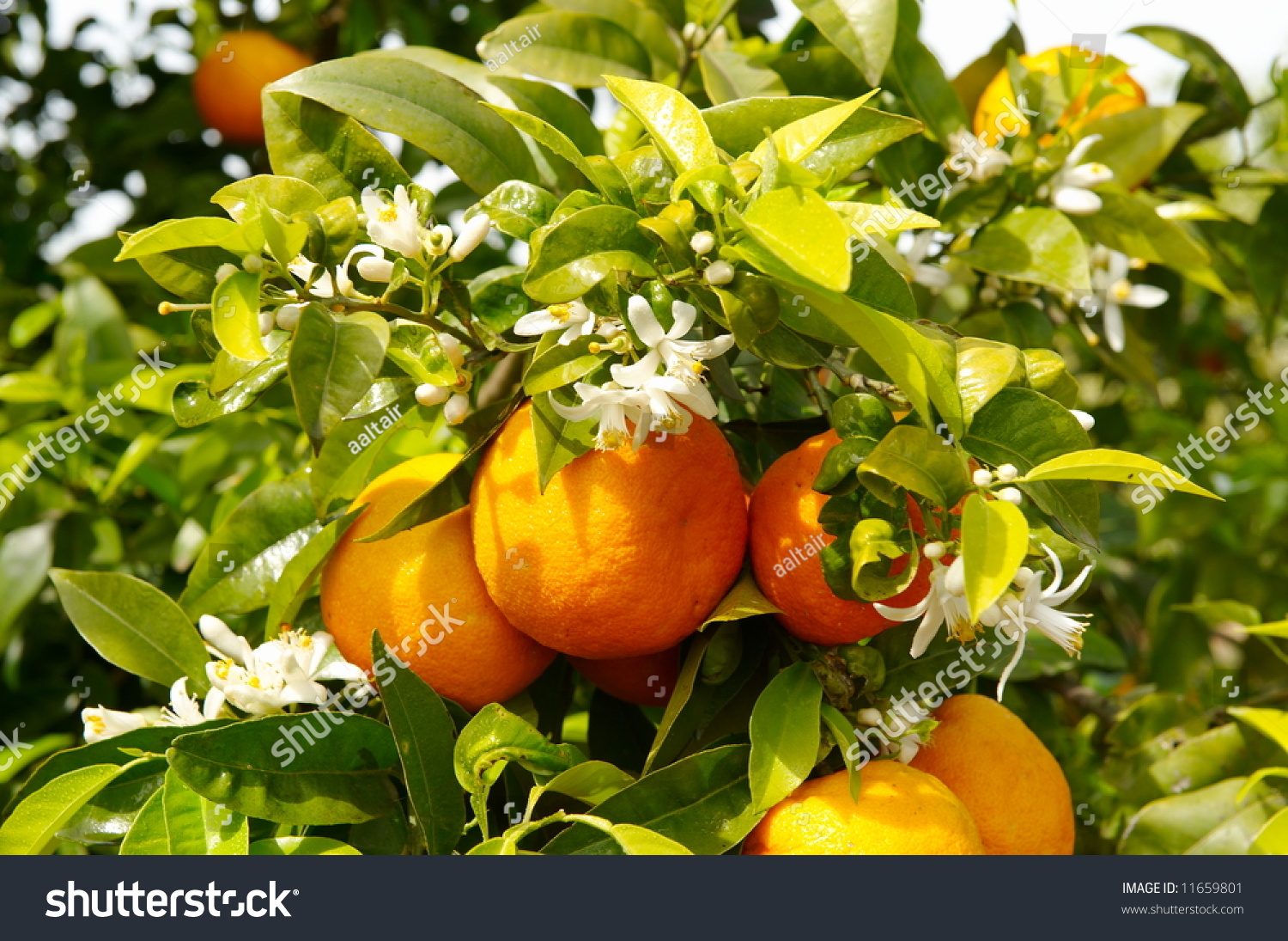 Orange Tree Branch With Fruits And Flowers Stock Photo 11659801 ...