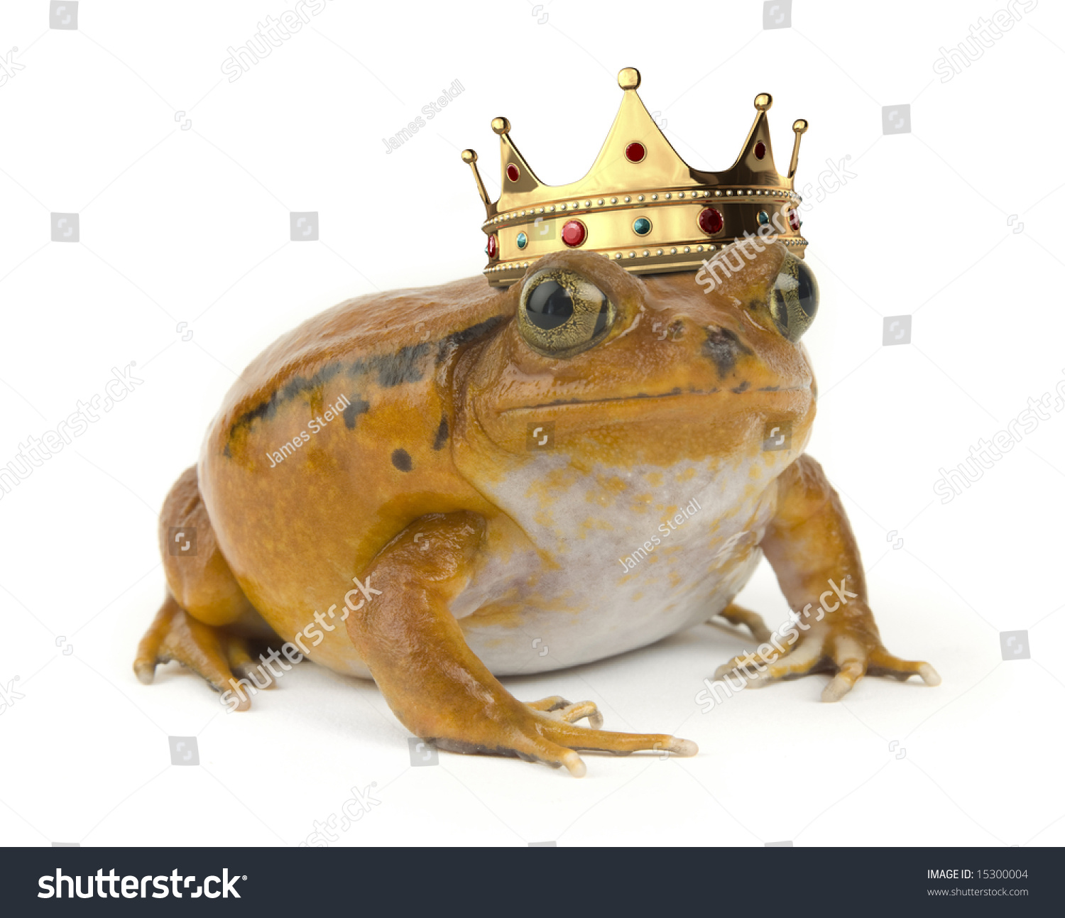 Orange Tropical Frog Wearing A Crown On A White Background Stock Photo ...