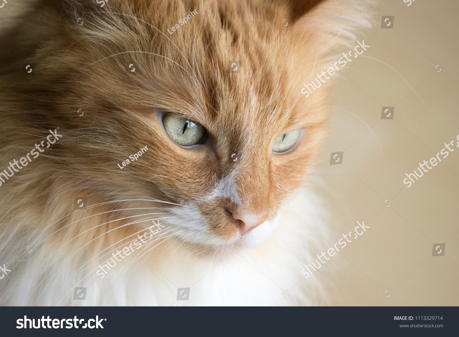 angora cat orange