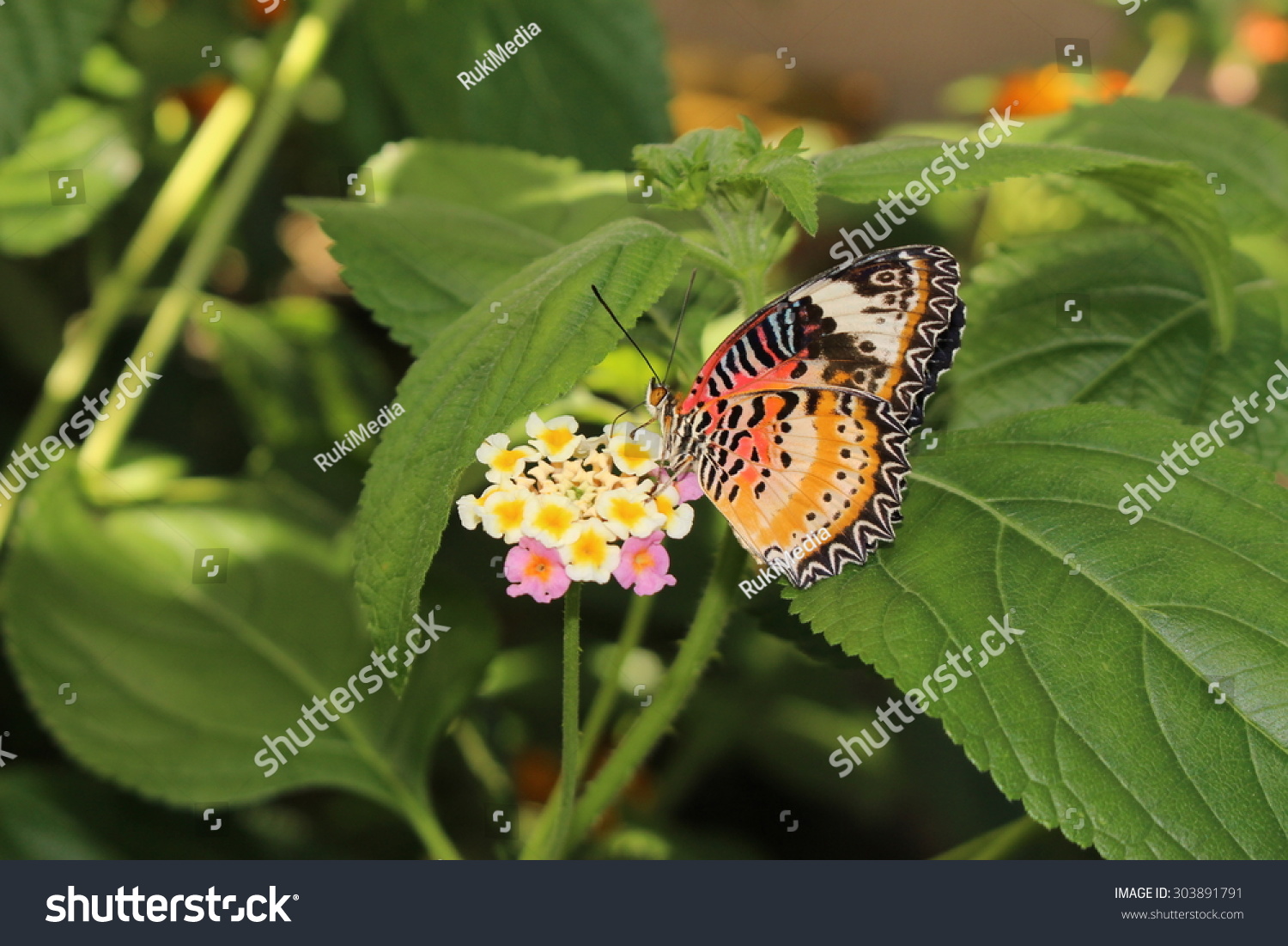 Orange White Black Leopard Lacewing Butterfly Stock Photo Edit