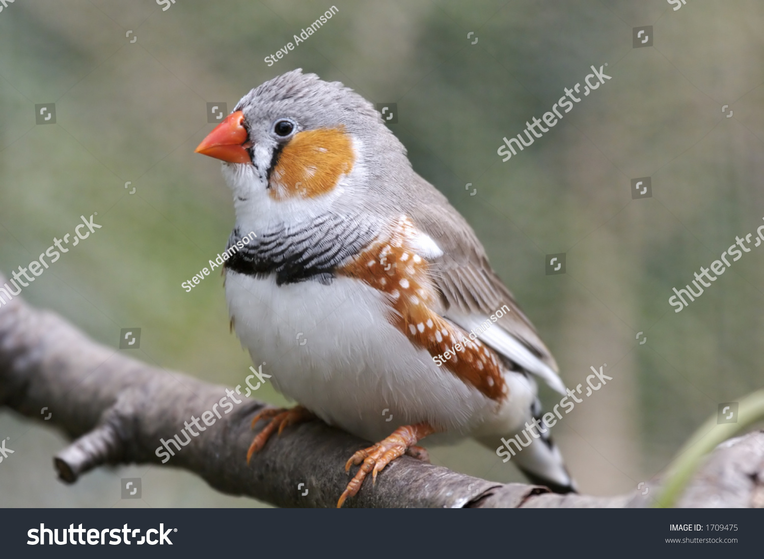 Orange, White And Gray Gouldian Finch Stock Photo 1709475 : Shutterstock