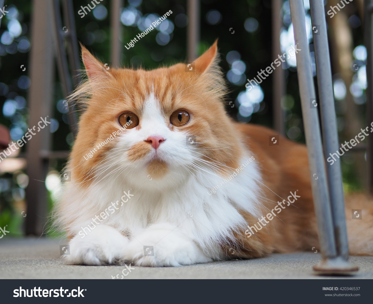 Orange White Long Hair Bicolor Traditional Animals Wildlife