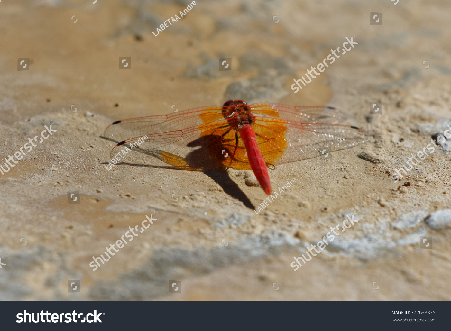 rock glider