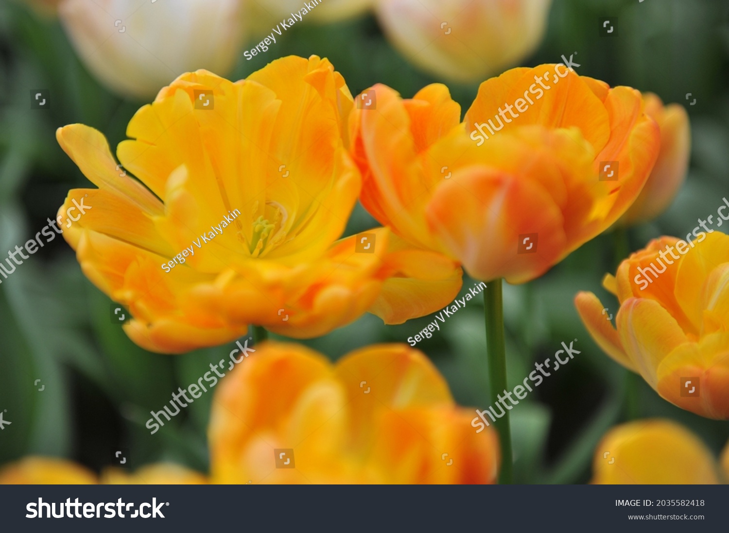 Yellow orange tulip Images, Stock Photos & Vectors | Shutterstock