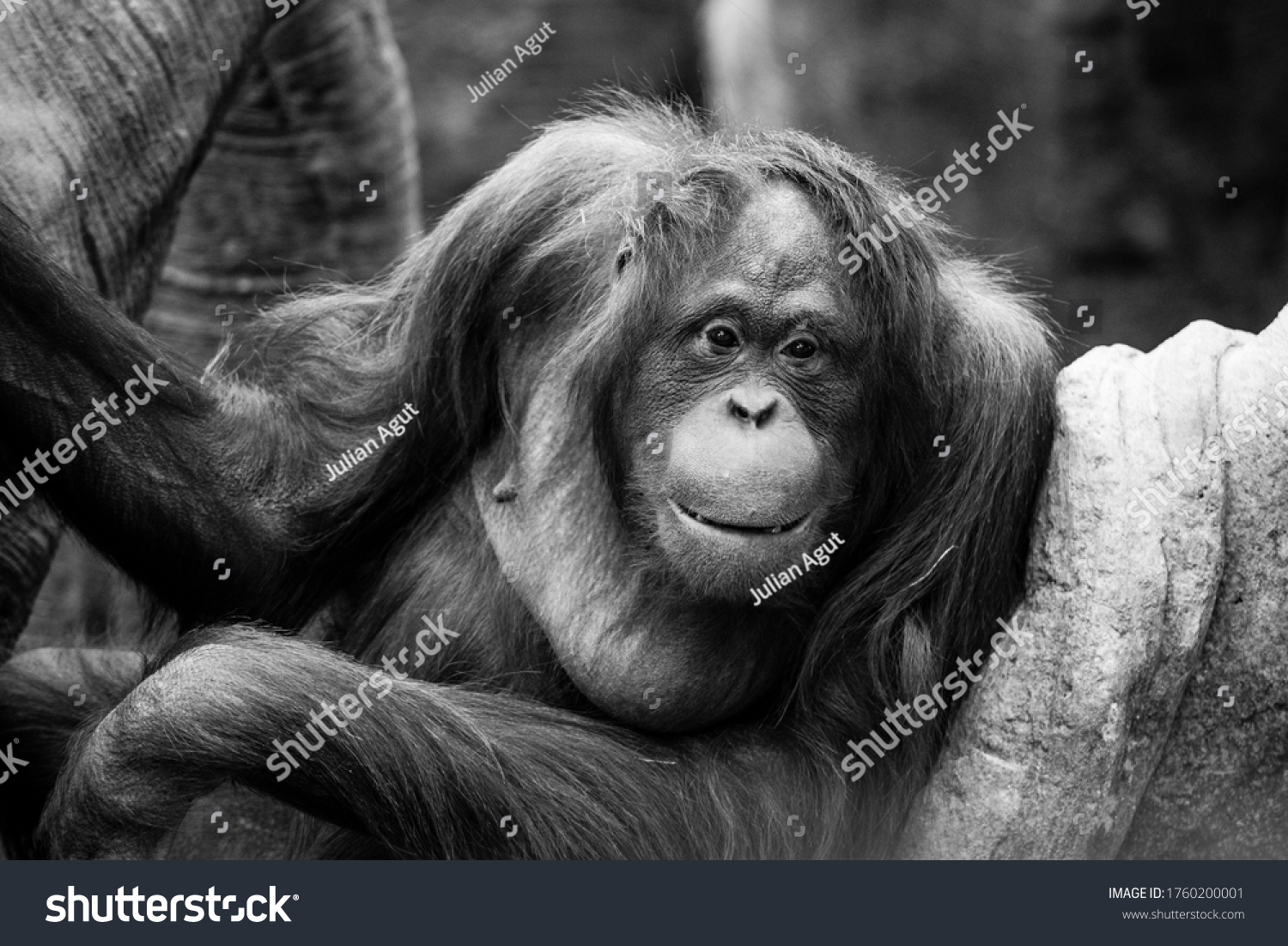 Orangutan Black White Stock Photo 1760200001 | Shutterstock