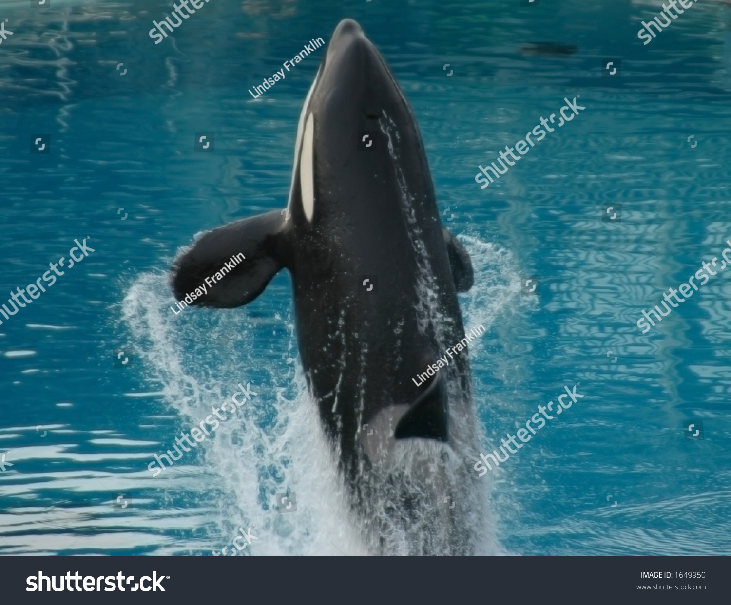 Orca Stock Photo 1649950 | Shutterstock