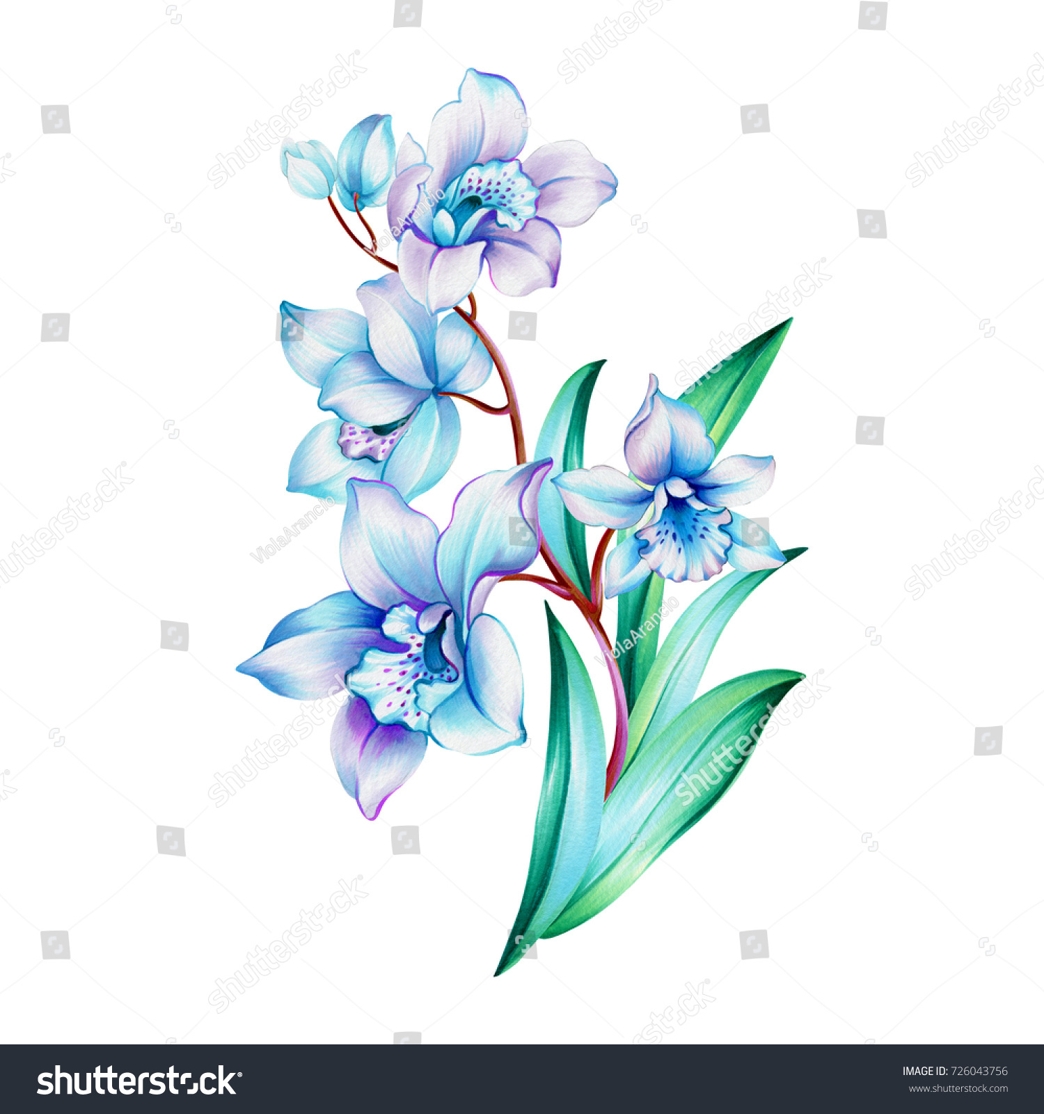 Orchid Branch Flowers Buds Leaves Isolated Stock Illustration ...