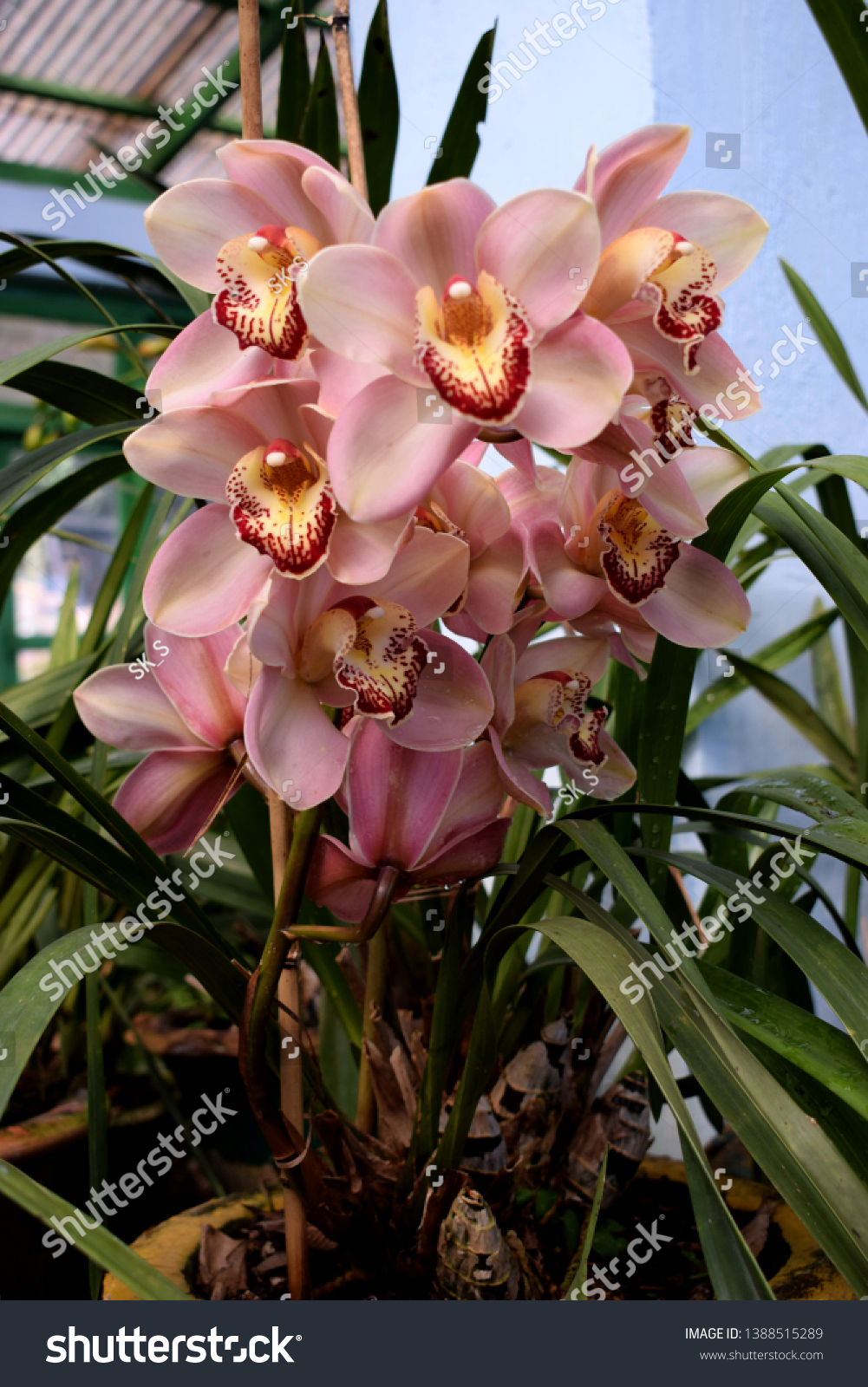 Orchid One Most Beautiful Flowers On Stock Photo Edit Now 1388515289