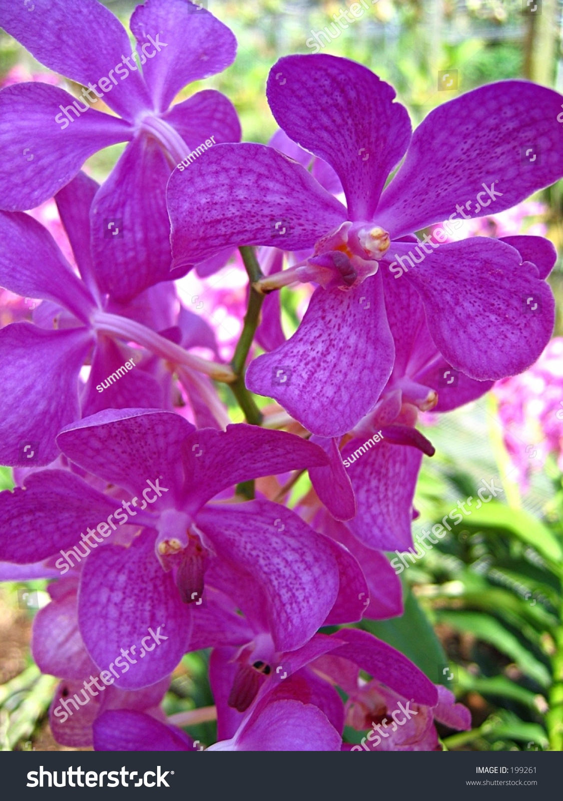 Orchid, Singapore National Flower Stock Photo 199261 : Shutterstock