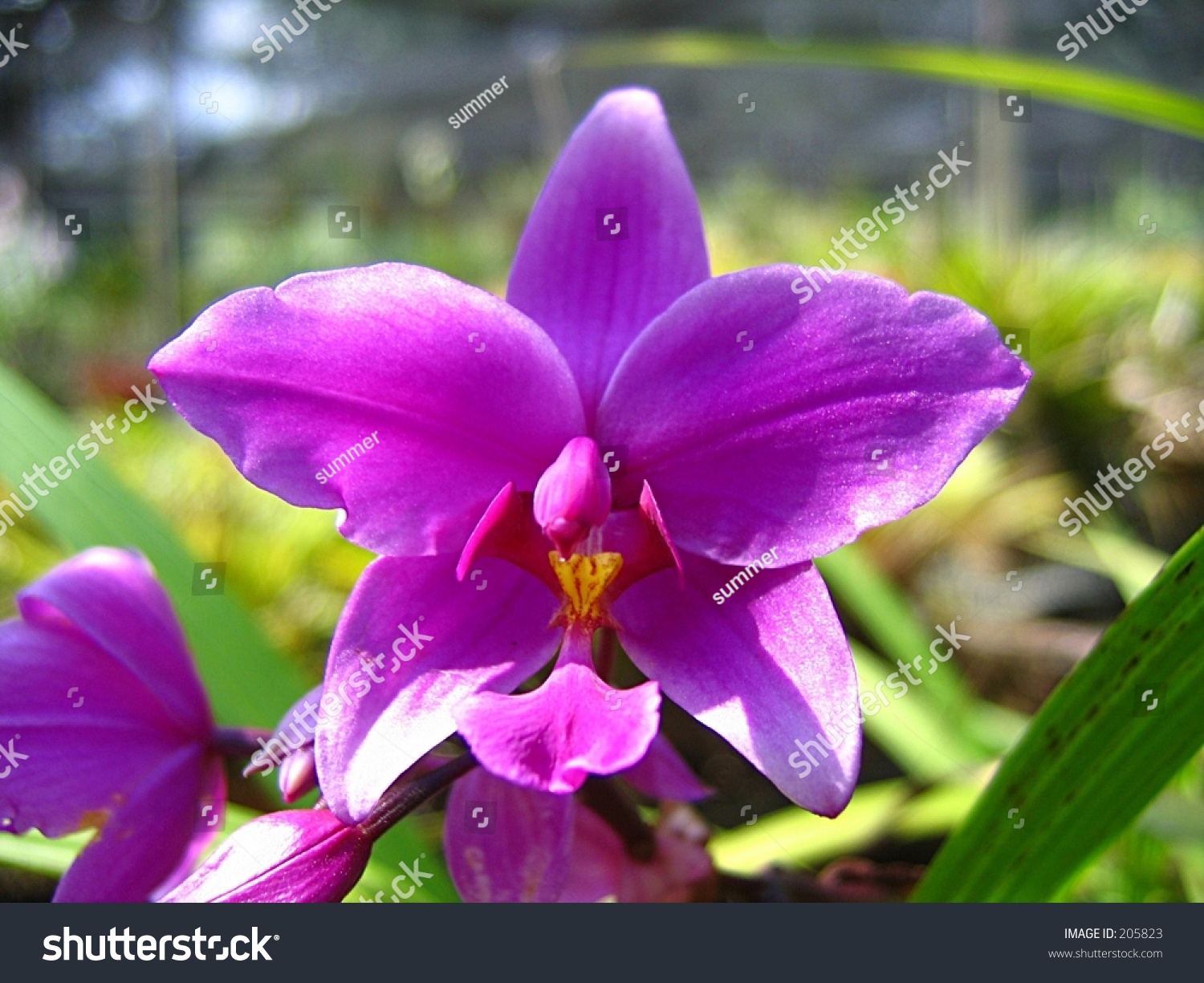 Orchid Singapore National Flower Stock Photo 205823 Shutterstock