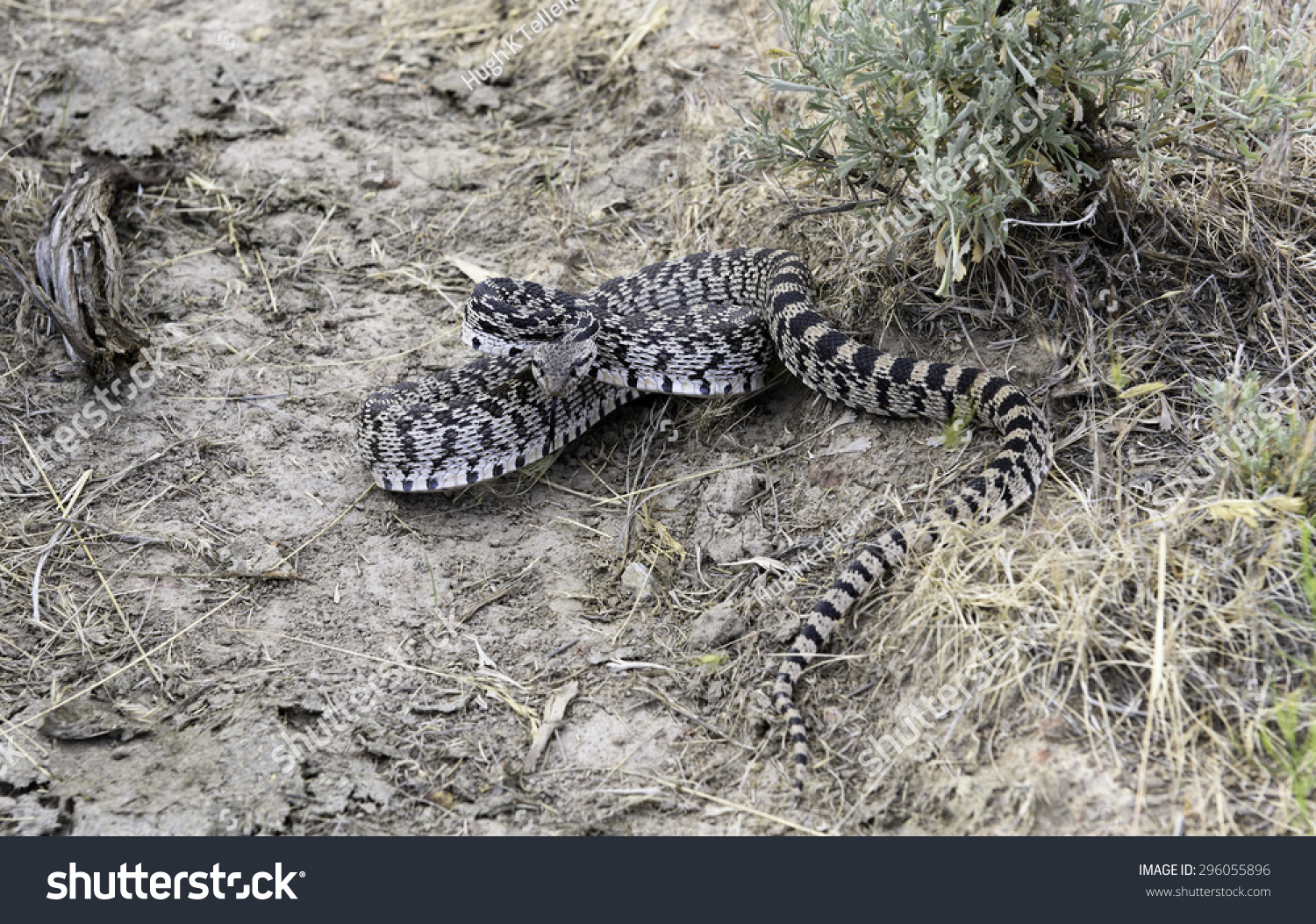 Oregon Bull/Great Basin Gopher Snake, Succor Creek, Southeastern Oregon ...