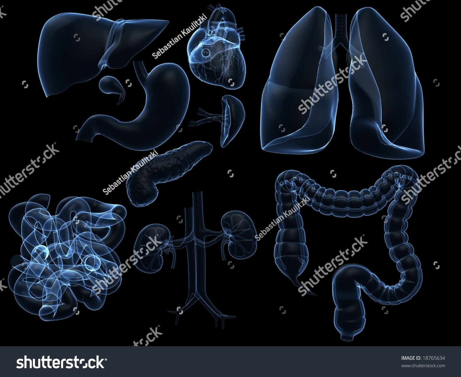 Male Organ Anatomy Chart