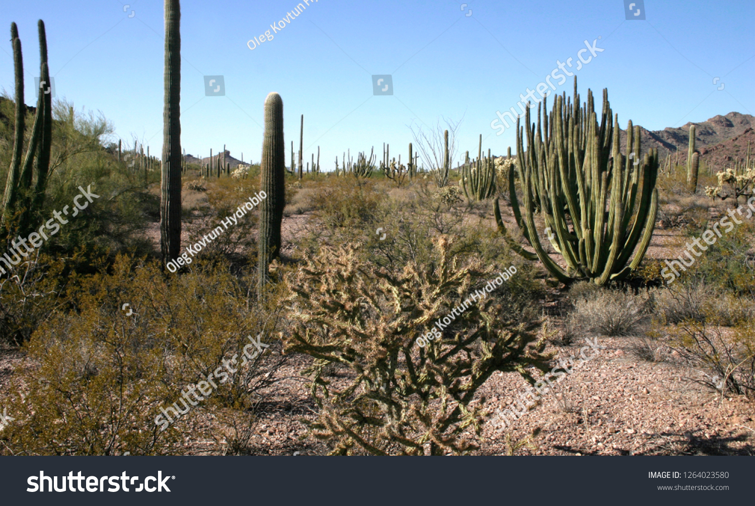 Organ Pipe National Park Arizona Group Stock Photo Edit Now