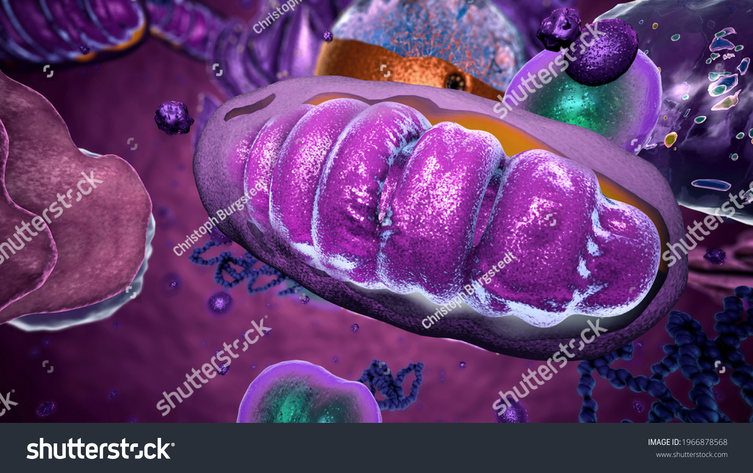 Organelles Inside Eukaryote Focus On Mitochondria Stock Illustration ...