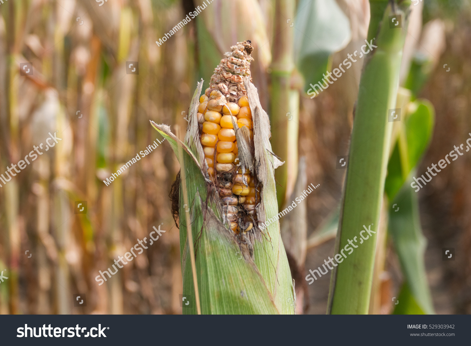 Organic Maize Cultivation Farming Stock Photo (Edit Now) 529303942