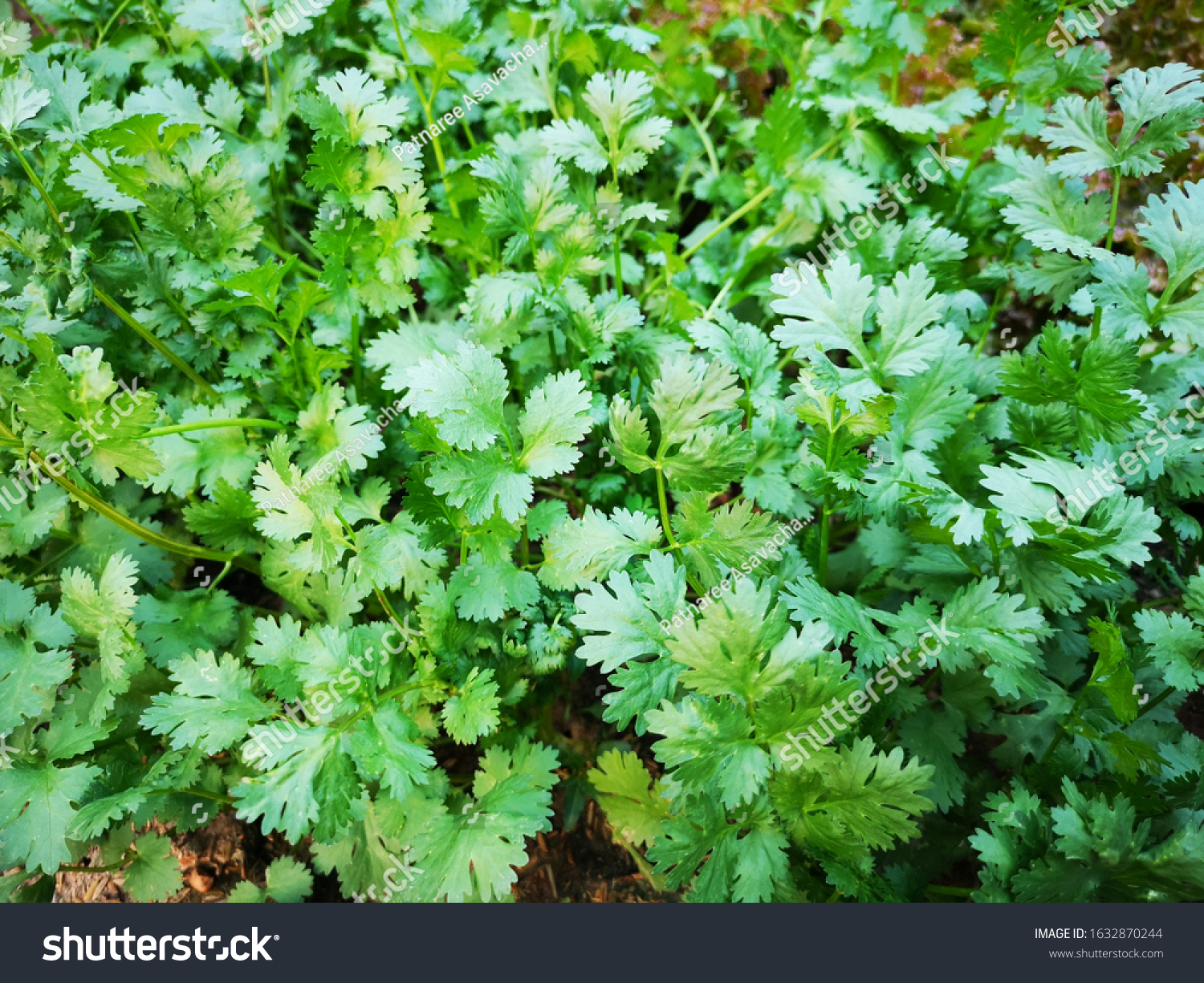 organic thai coriander cilantro herb sprouts stock photo