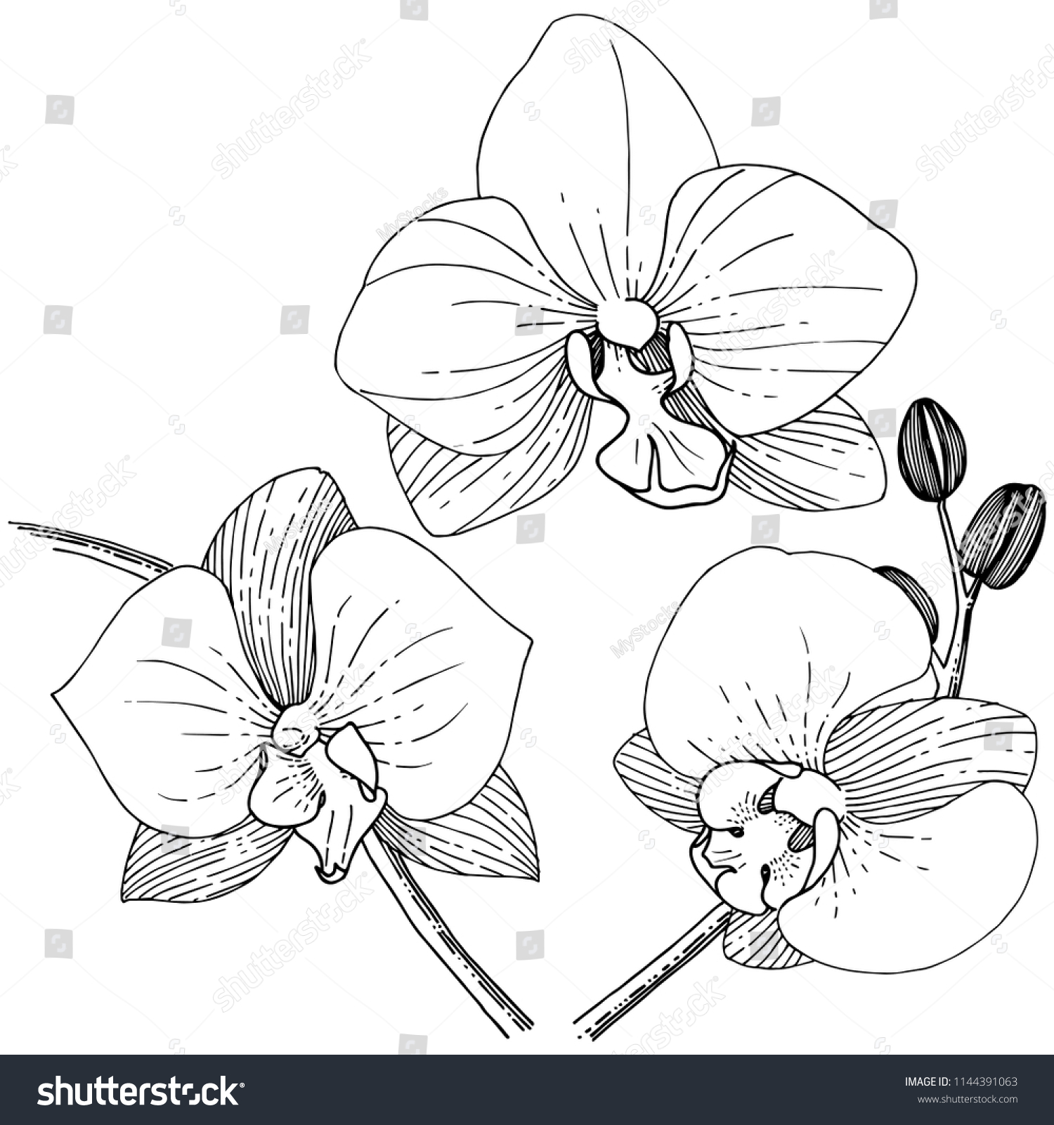 Orhid Flower Style Isolated Full Name Stock Illustration 1144391063 ...