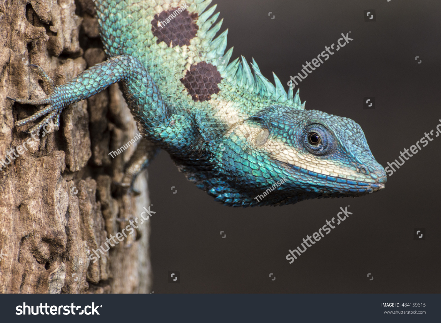 Oriental Garden Lizard Pet Backyard Stock Photo Edit Now 484159615