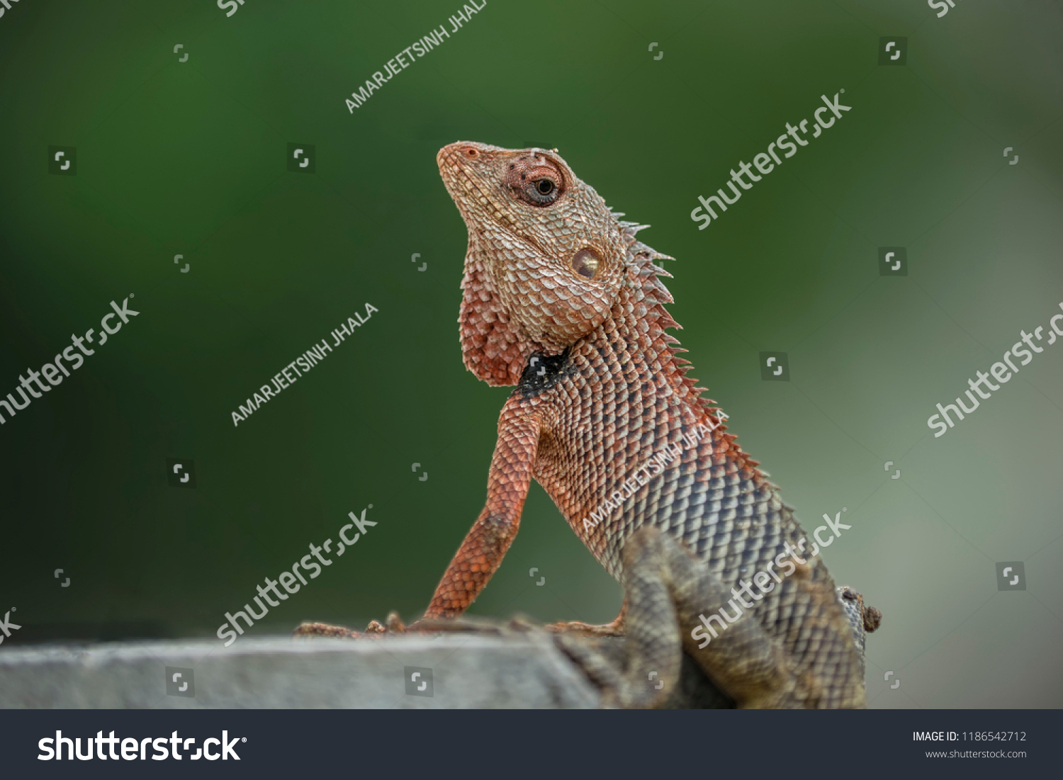oriental garden lizard calotes versicolor groundcolour stock