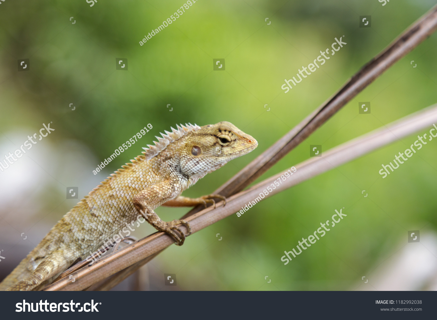 oriental garden lizard eastern garden lizard stock photo