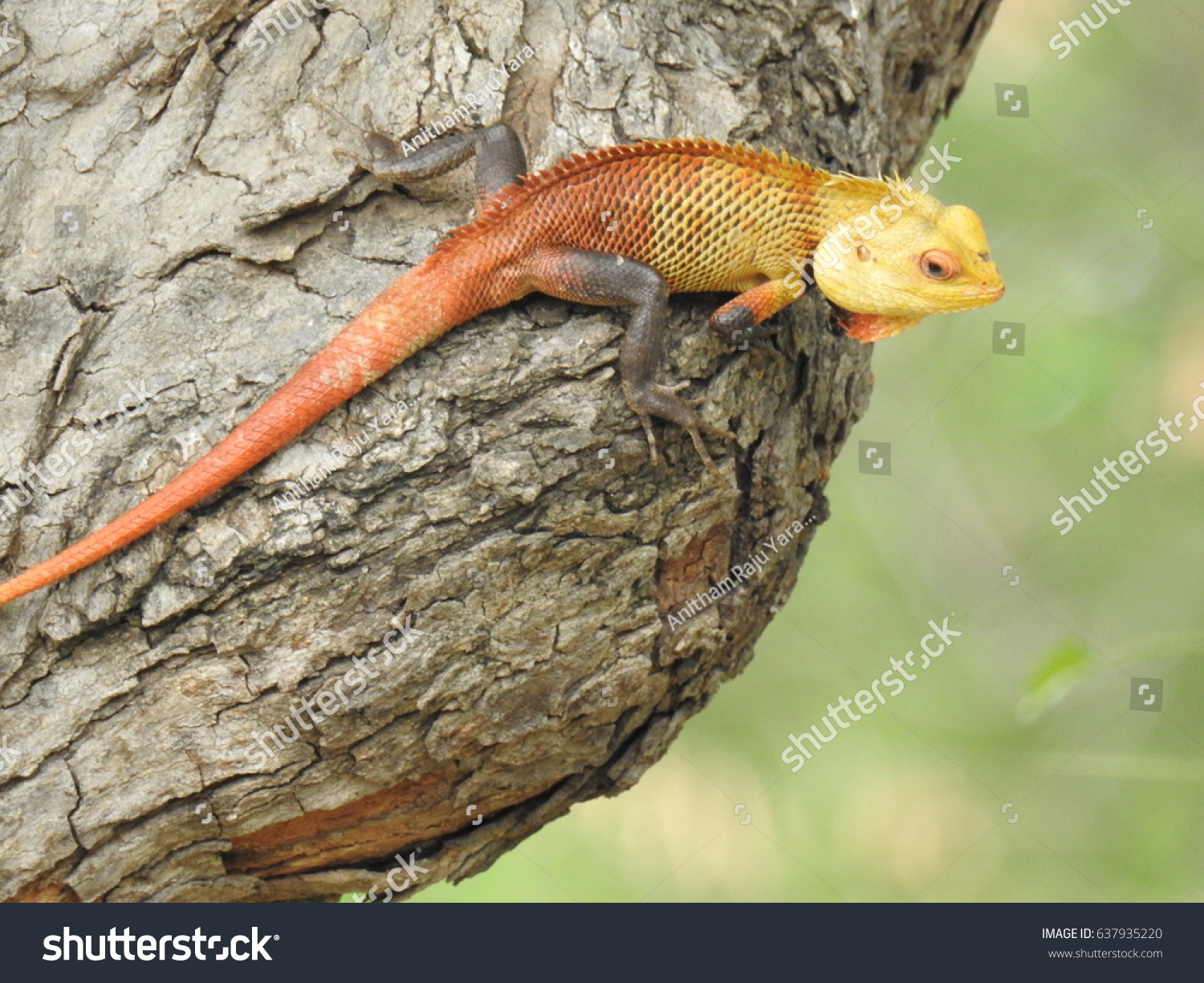 Oriental Garden Lizard Yellow Red Camouflage Stock Photo Edit Now 637935220