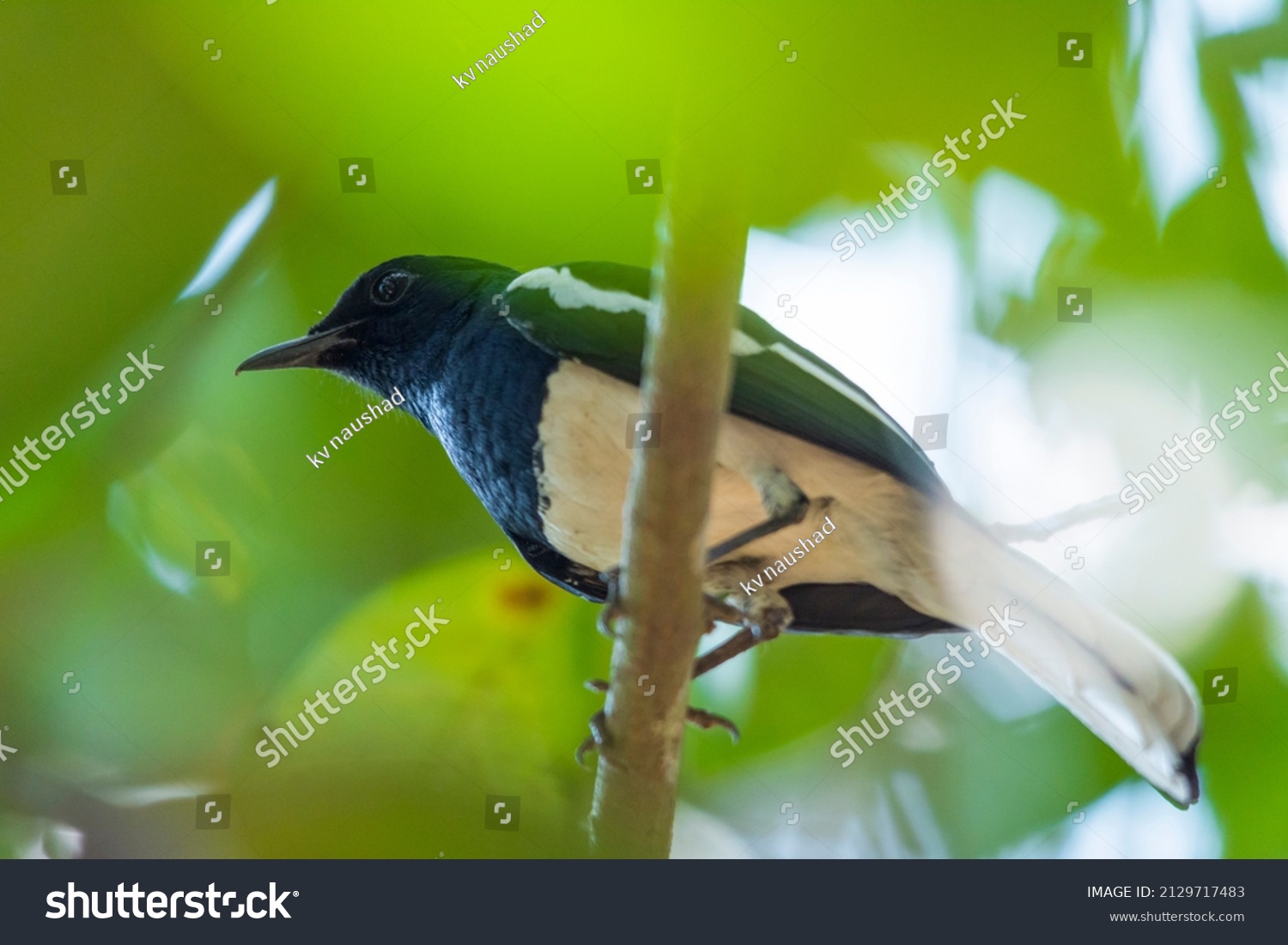 Oriental Magpie Robin Kerala South India Stock Photo 2129717483 ...