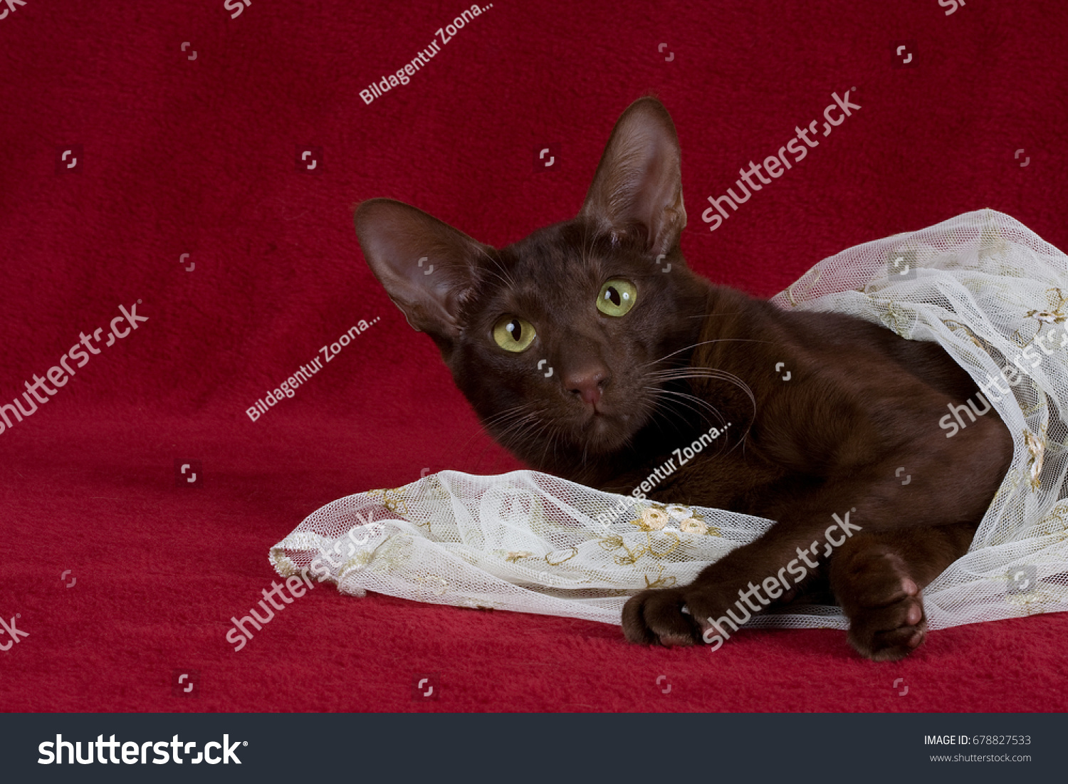 Oriental Shorthair Cat Havana Stock Photo Edit Now 678827533