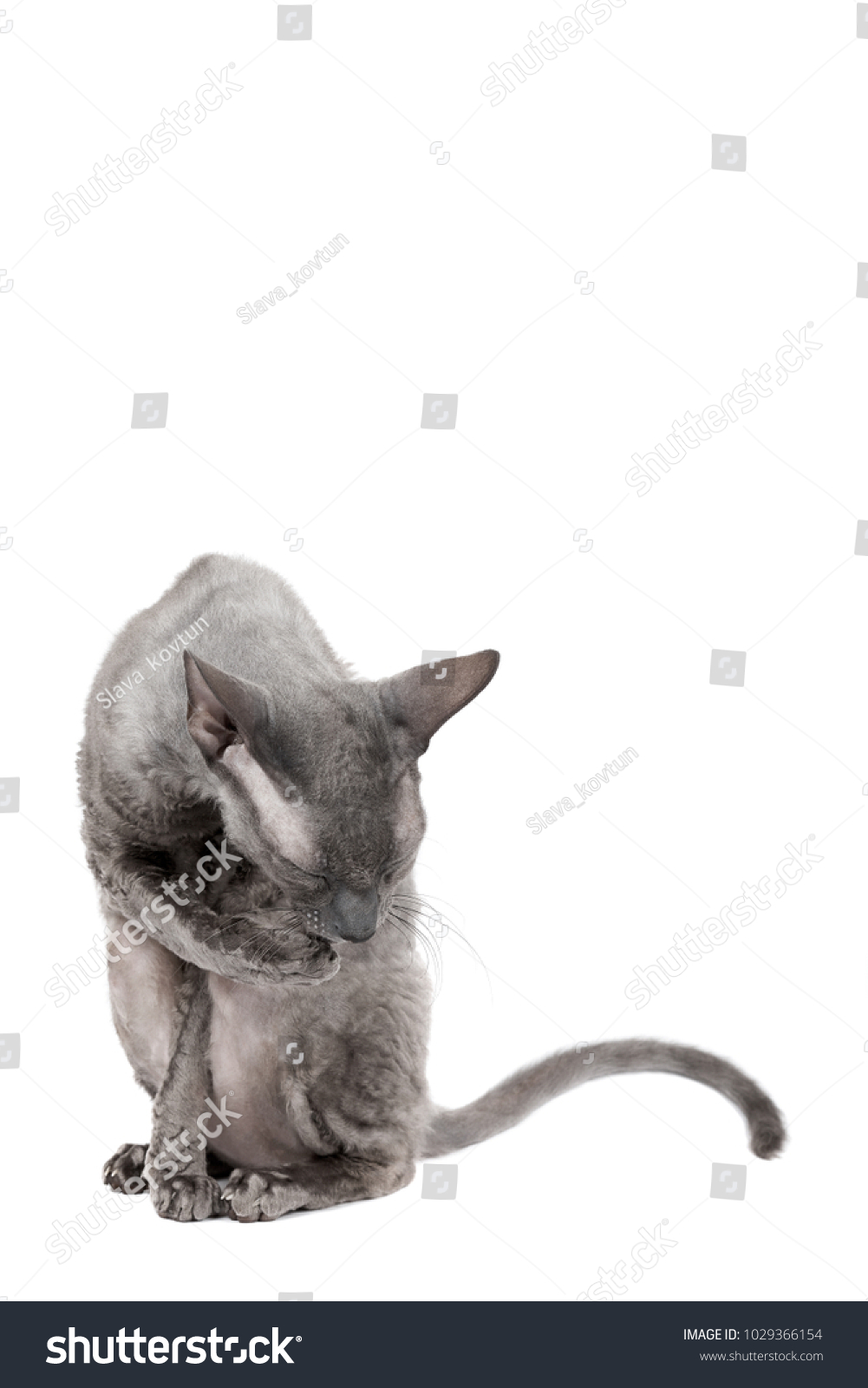 Oriental Shorthair Cat Sittingand Washing Oneself Stock Photo