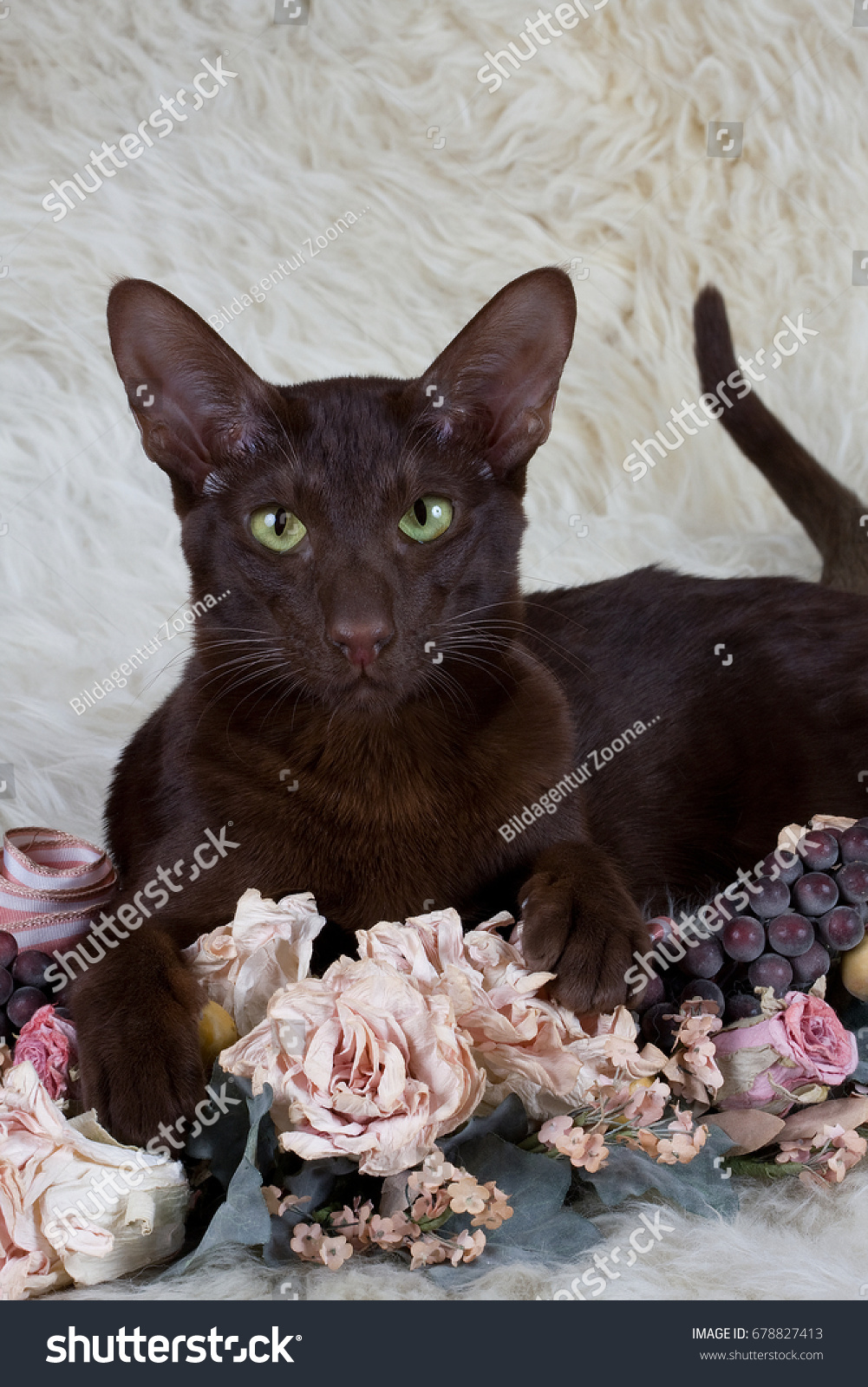 Oriental Shorthair Havana Stock Photo Edit Now 678827413