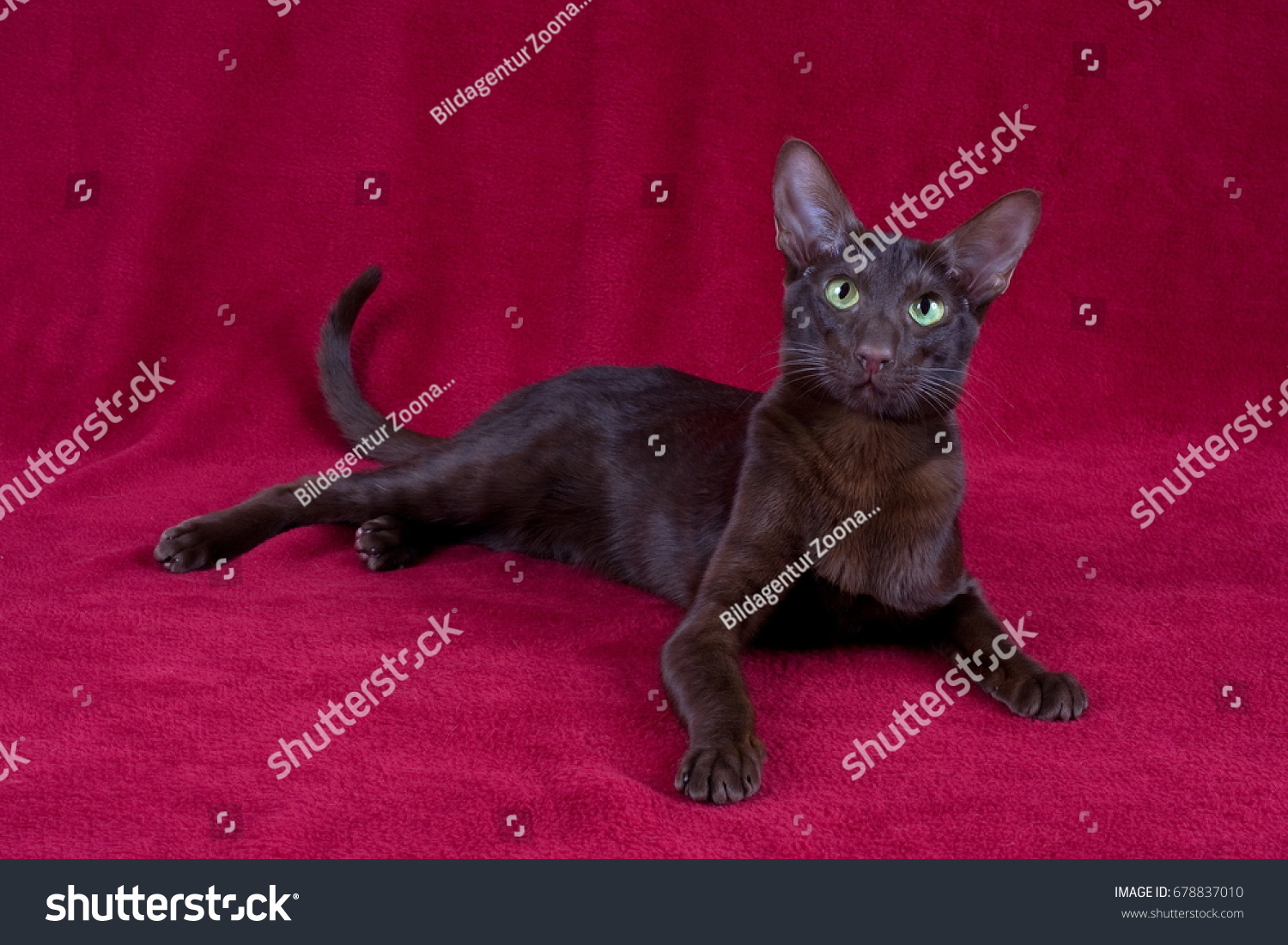 Oriental Shorthair Havana Stock Photo Edit Now 678837010