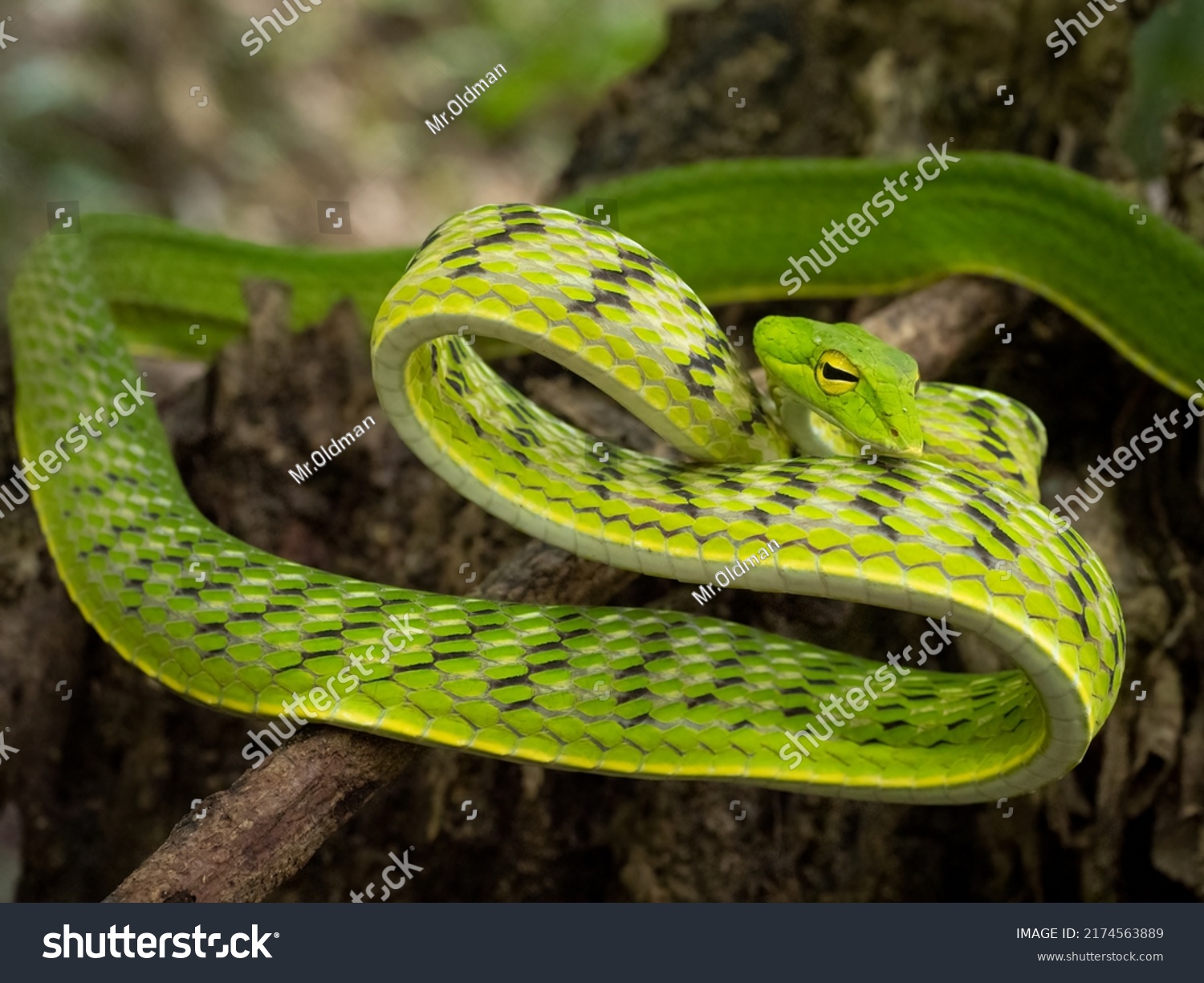 15 Malayan green whip snake Images, Stock Photos & Vectors | Shutterstock