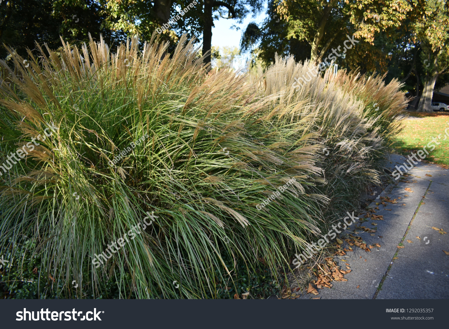 Ornamental Grass Garden Pennisetum Alopecuroides Hameln Stock