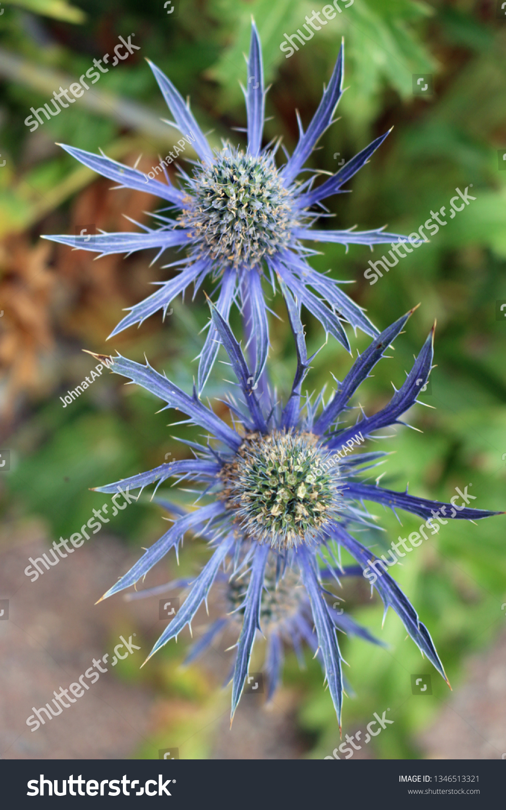 Ornamental Sea Holly Eryngium Bourgatii Variety Stock Photo Edit Now Ornamental Sea Holly Eryngium Bourgatii Variety Stock Photo Edit Now
