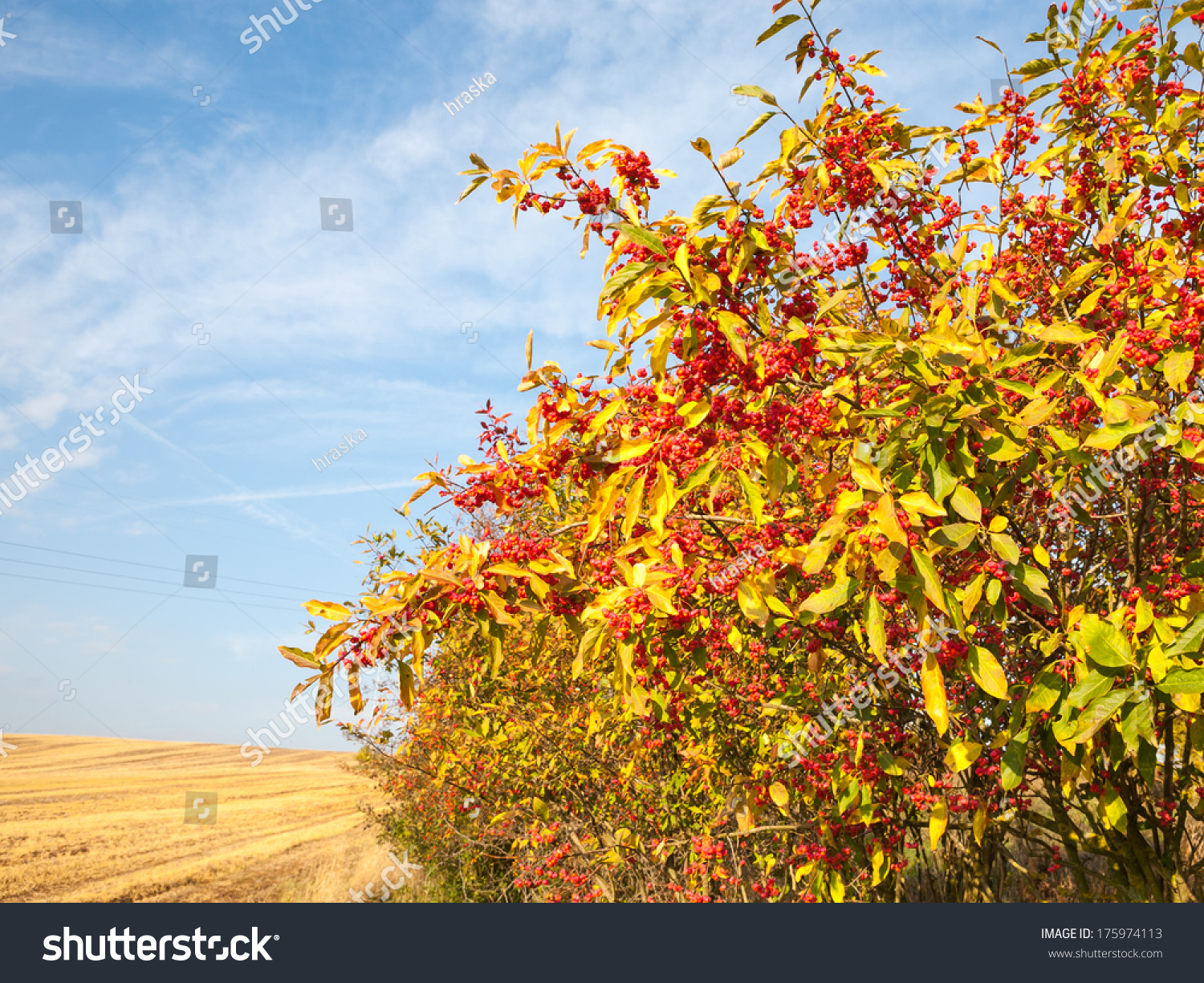 857 European spindle tree Images, Stock Photos & Vectors Shutterstock