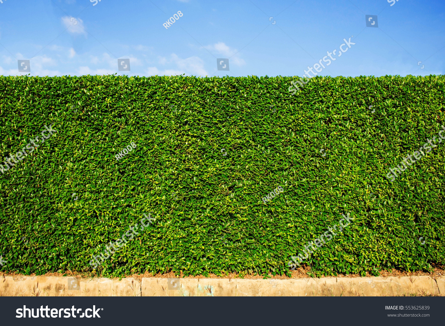 5,662 Boxwood hedge Images, Stock Photos & Vectors | Shutterstock