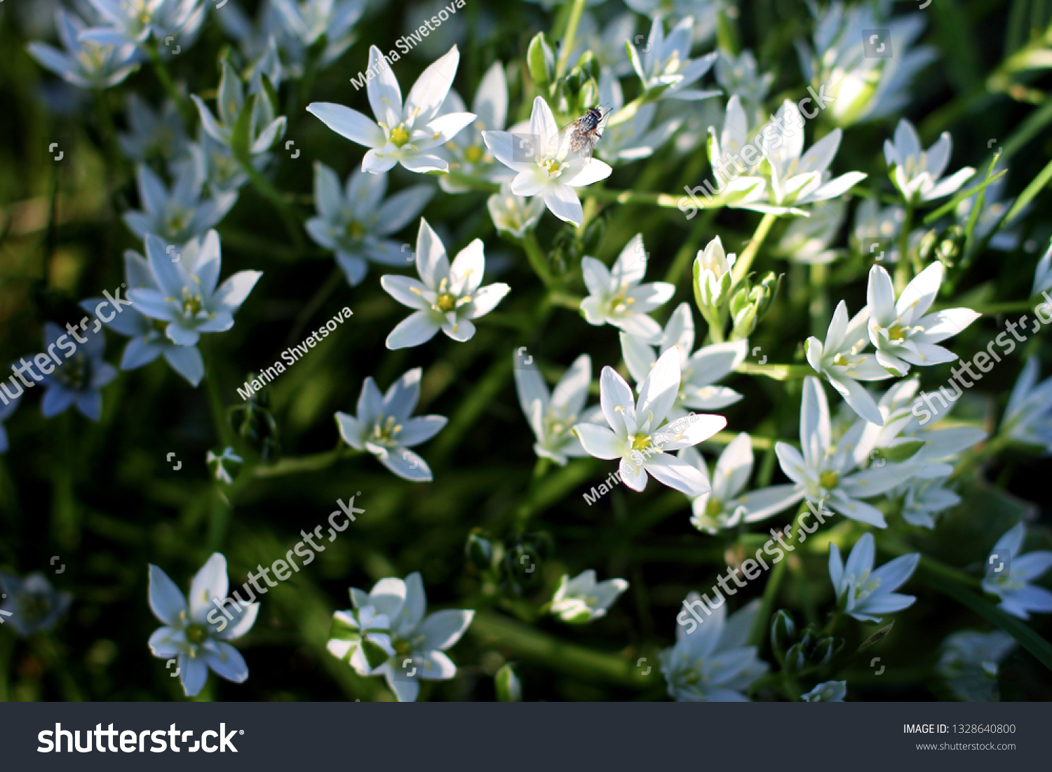 Ornithogalum Flowers Beautiful Bloom Spring Garden Stock Photo