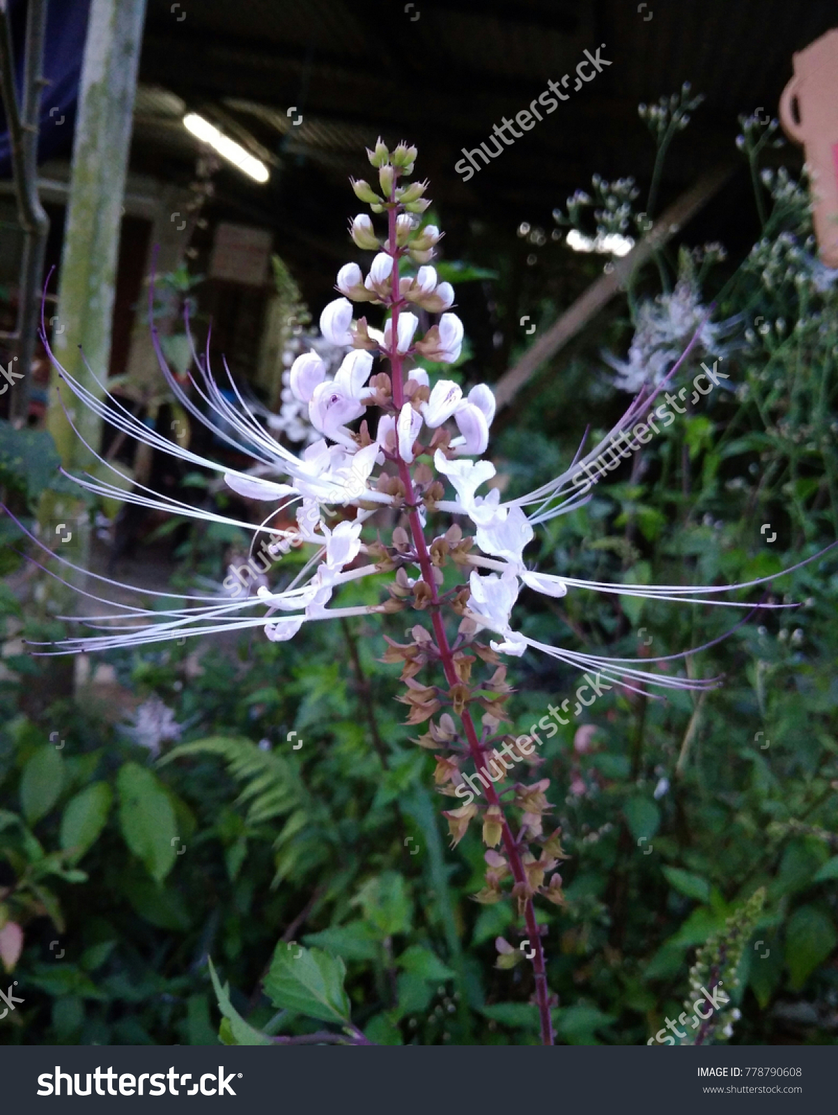 Orthosiphon Stamineus Cats Whiskers Garden Misai Stock Photo (Edit 