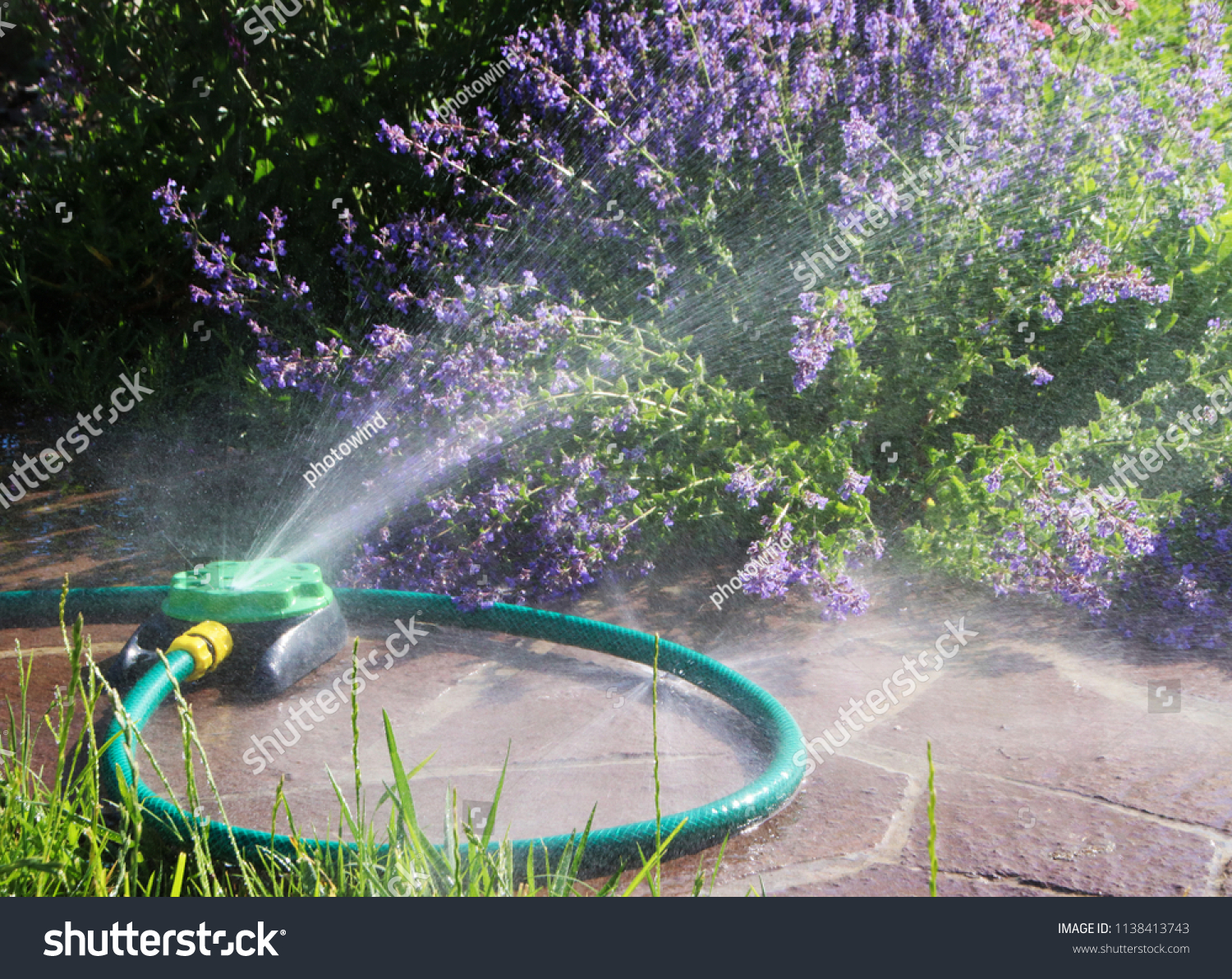 Oscillating Blooming Cultivar Catmint Nepeta Sp Stock Photo