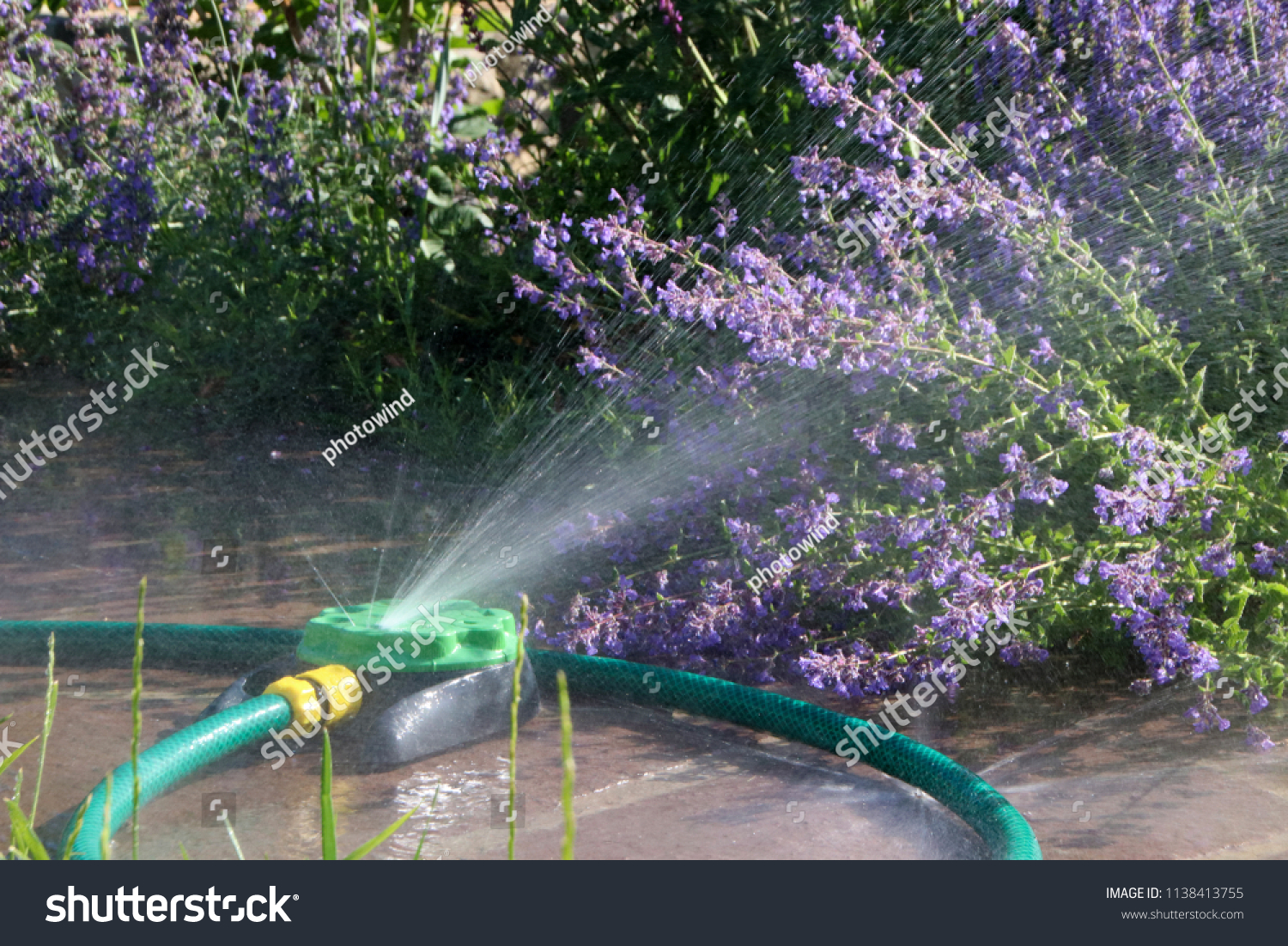Oscillating Blooming Cultivar Catmint Nepeta Sp Stock Image