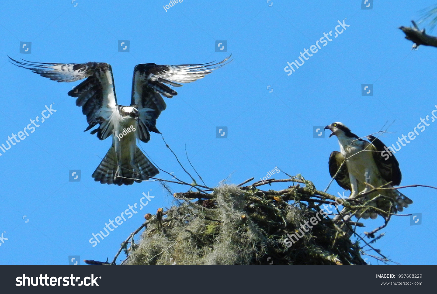 174,046 Breeding Of Birds Images, Stock Photos & Vectors | Shutterstock