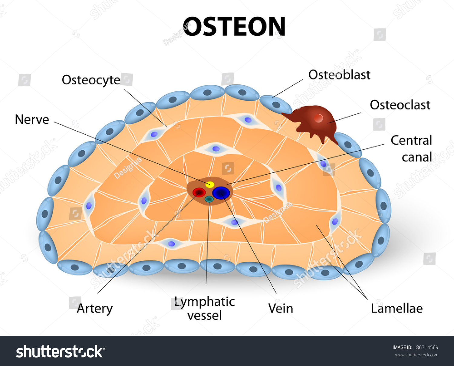 In the diagram, where is the osteon?
