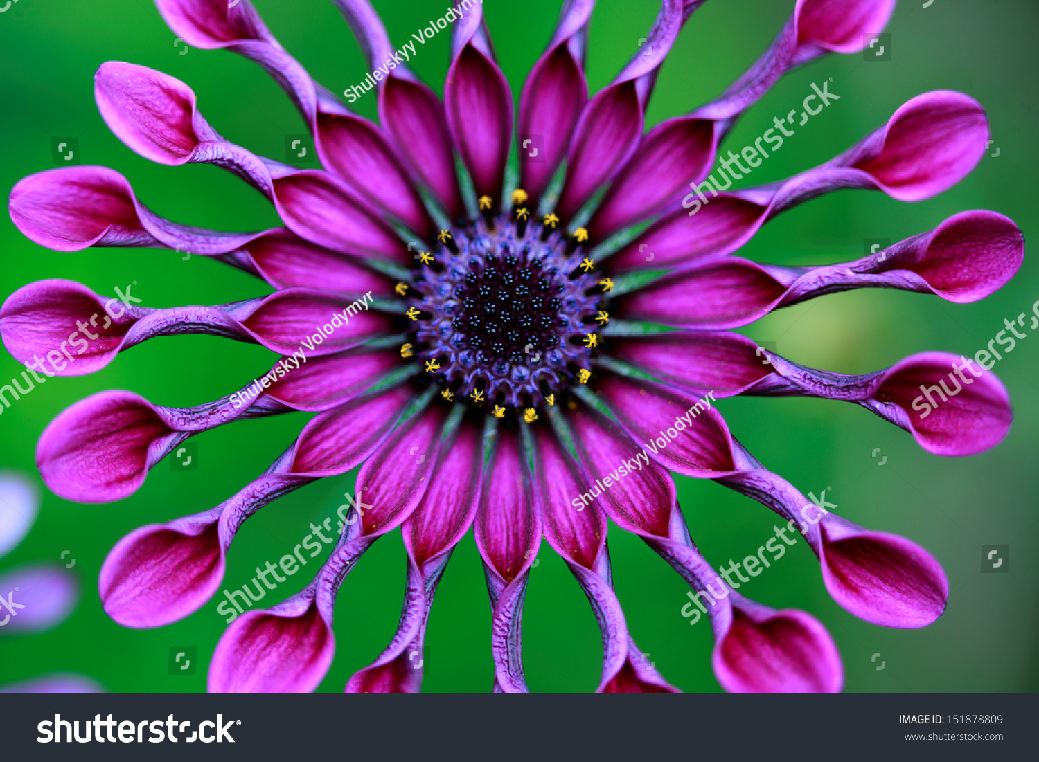 Osteospermum African Daisy Exotic Tropical Flower Stock Photo Edit