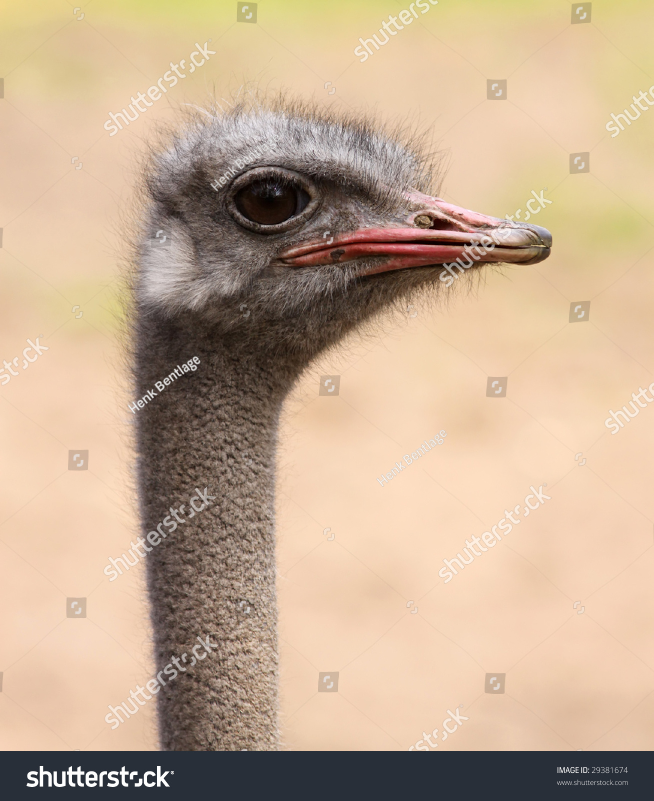 Russian Ostrich - ostrich farm (Moscow region) Russian Ostrich - ostrich farm (Moscow region)