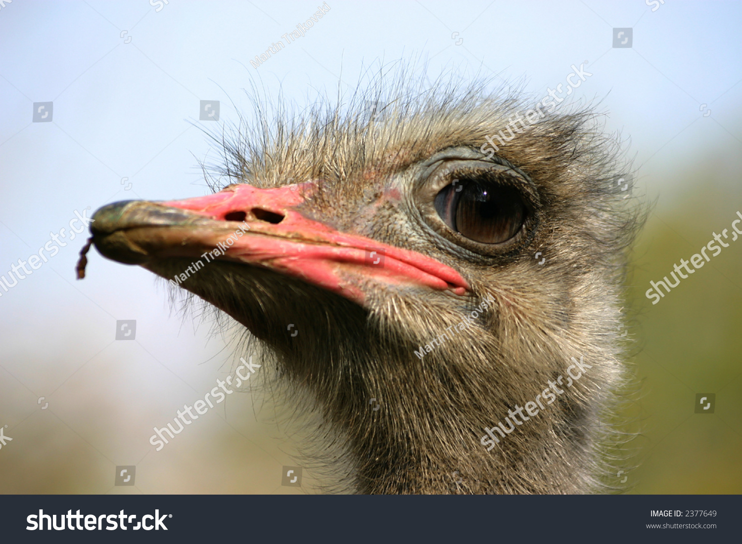 Russian Ostrich - ostrich farm (Moscow region) Russian Ostrich - ostrich farm (Moscow region)