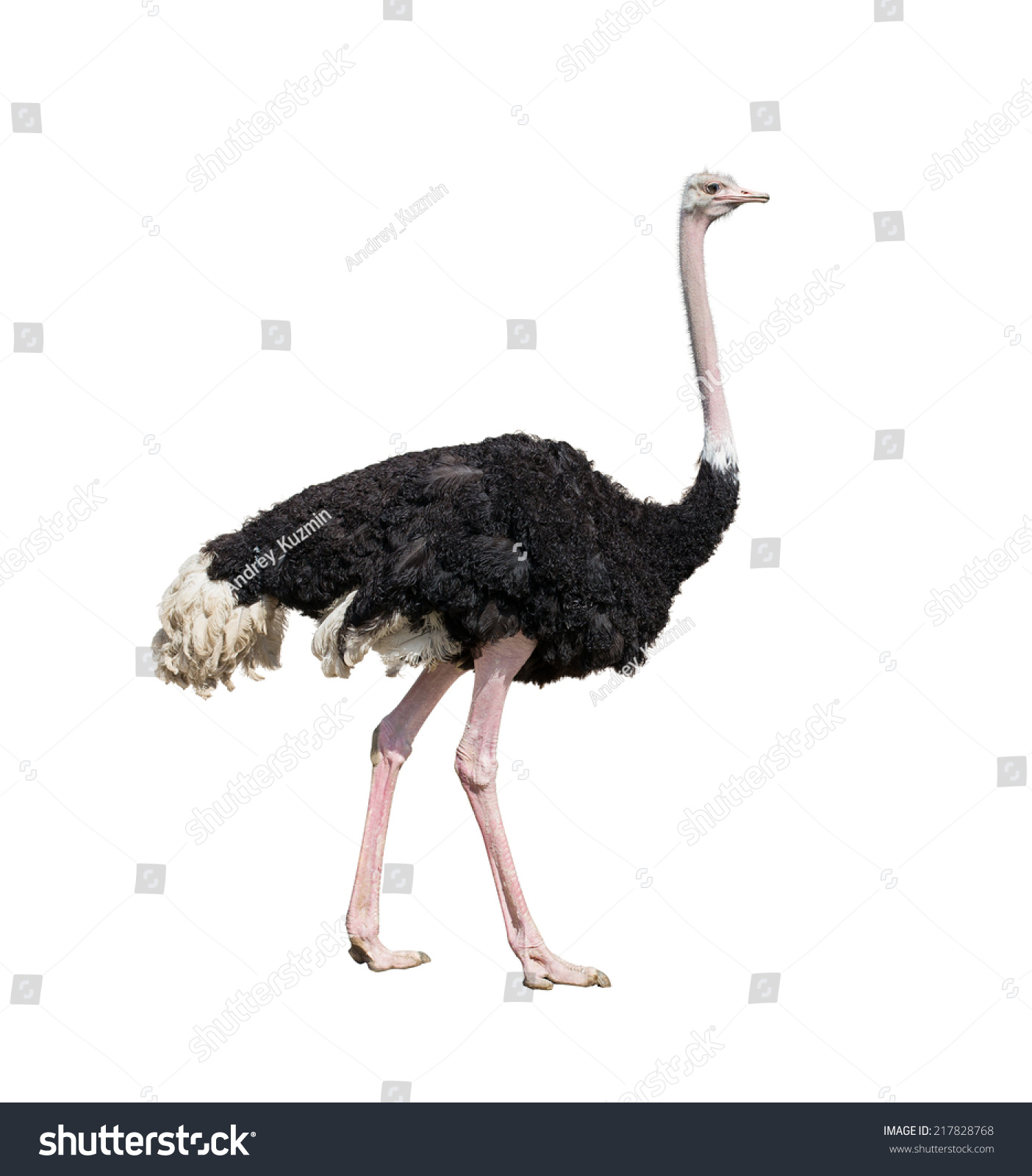 Ostrich Full Length Isolated On White Stock Photo 217828768 : Shutterstock