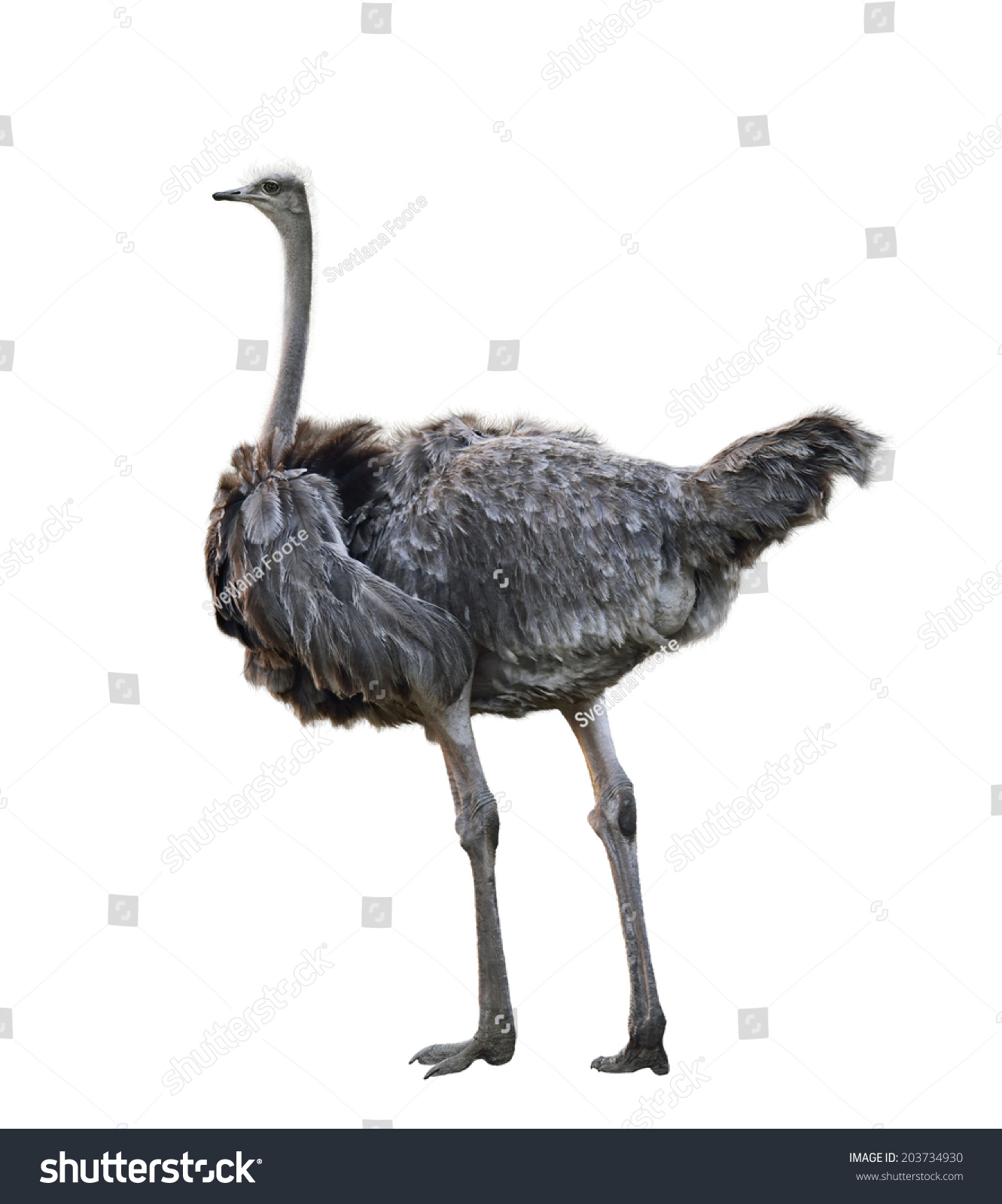 Ostrich Isolated On White Background Stock Photo 203734930 : Shutterstock